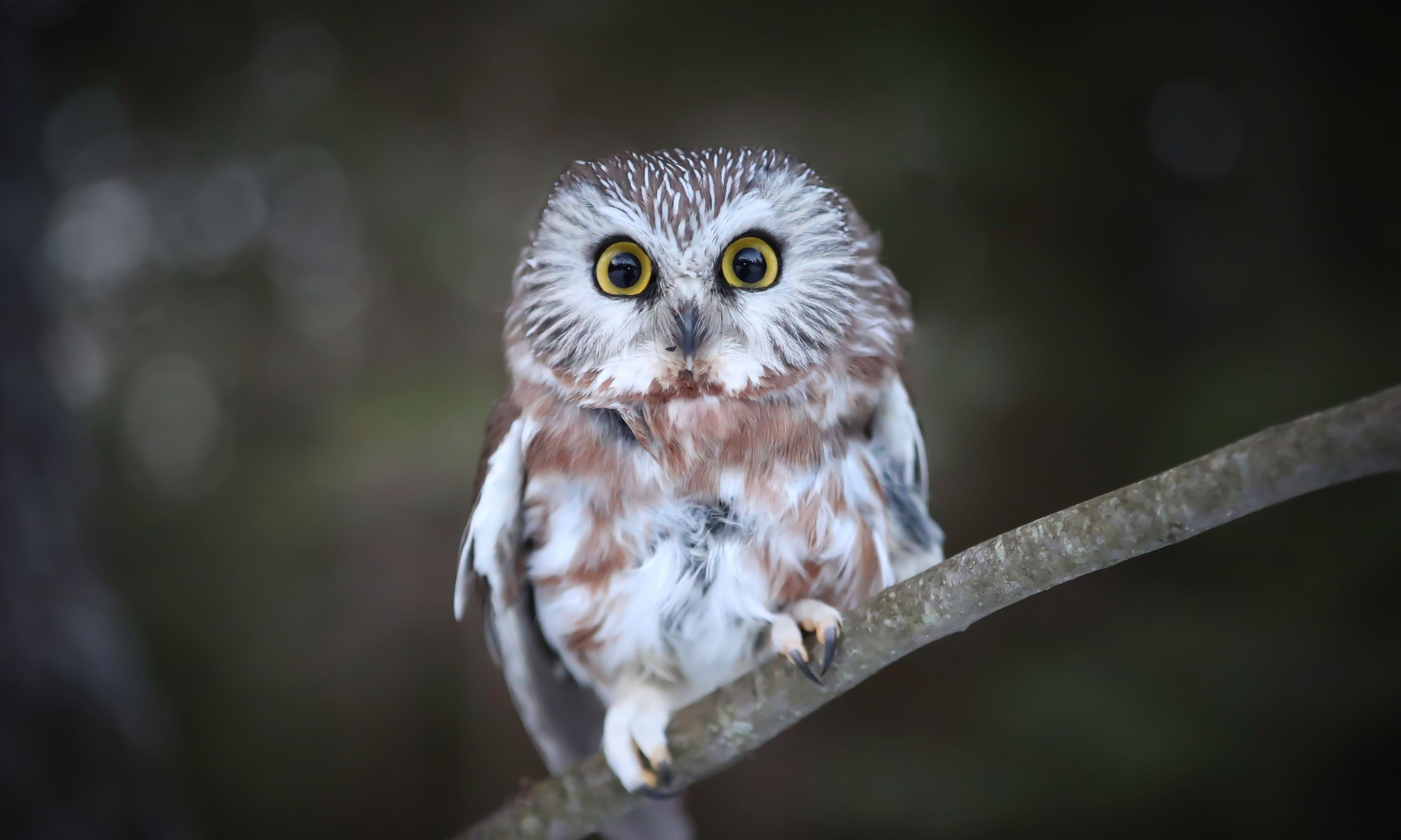 A small northern saw-whet owl perches on a thin branch, staring forward with large yellow eyes. Its round face is framed by soft brown and white feathers.