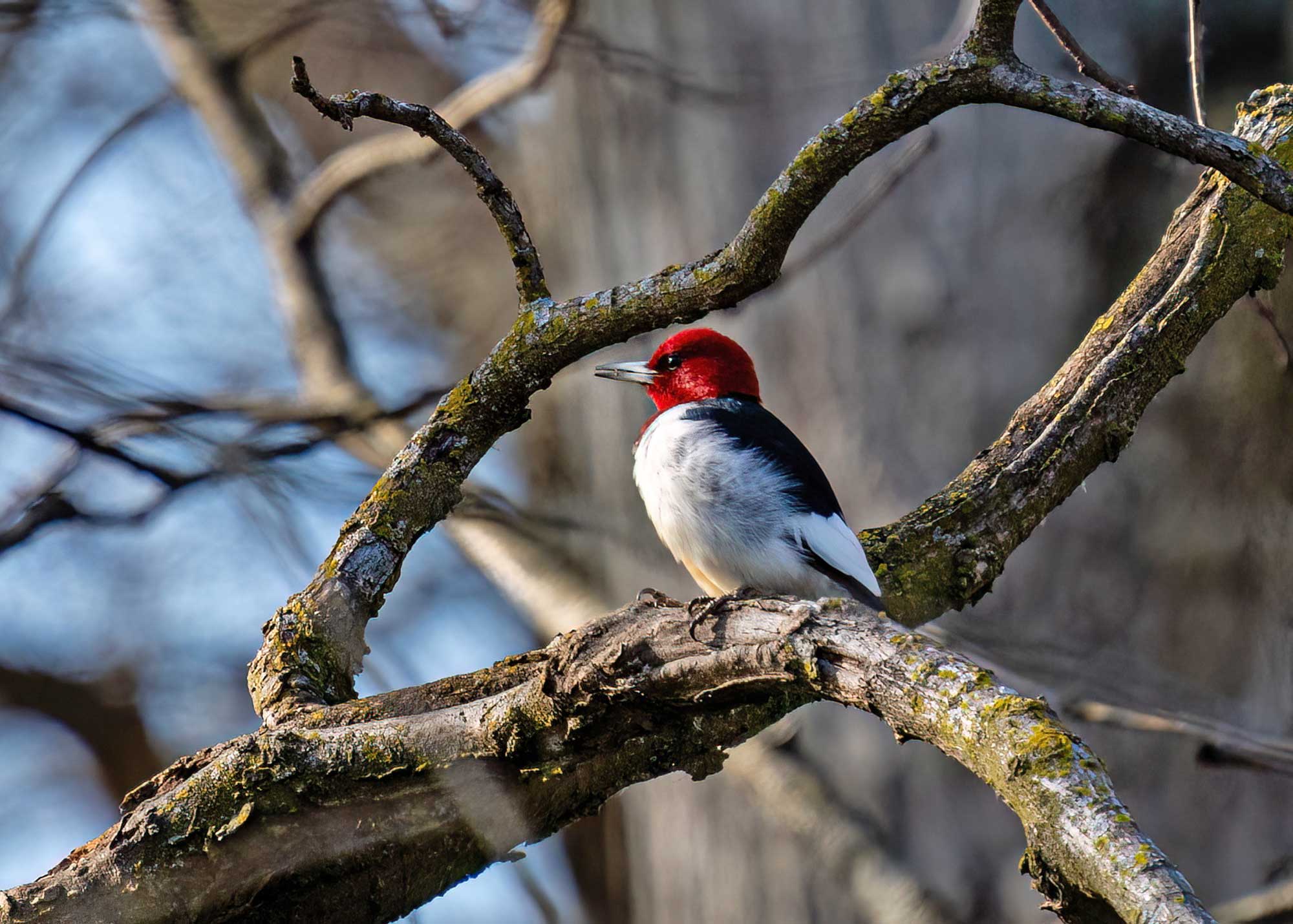 A red-headed woodpecker perched on a branch with other branches in the background.