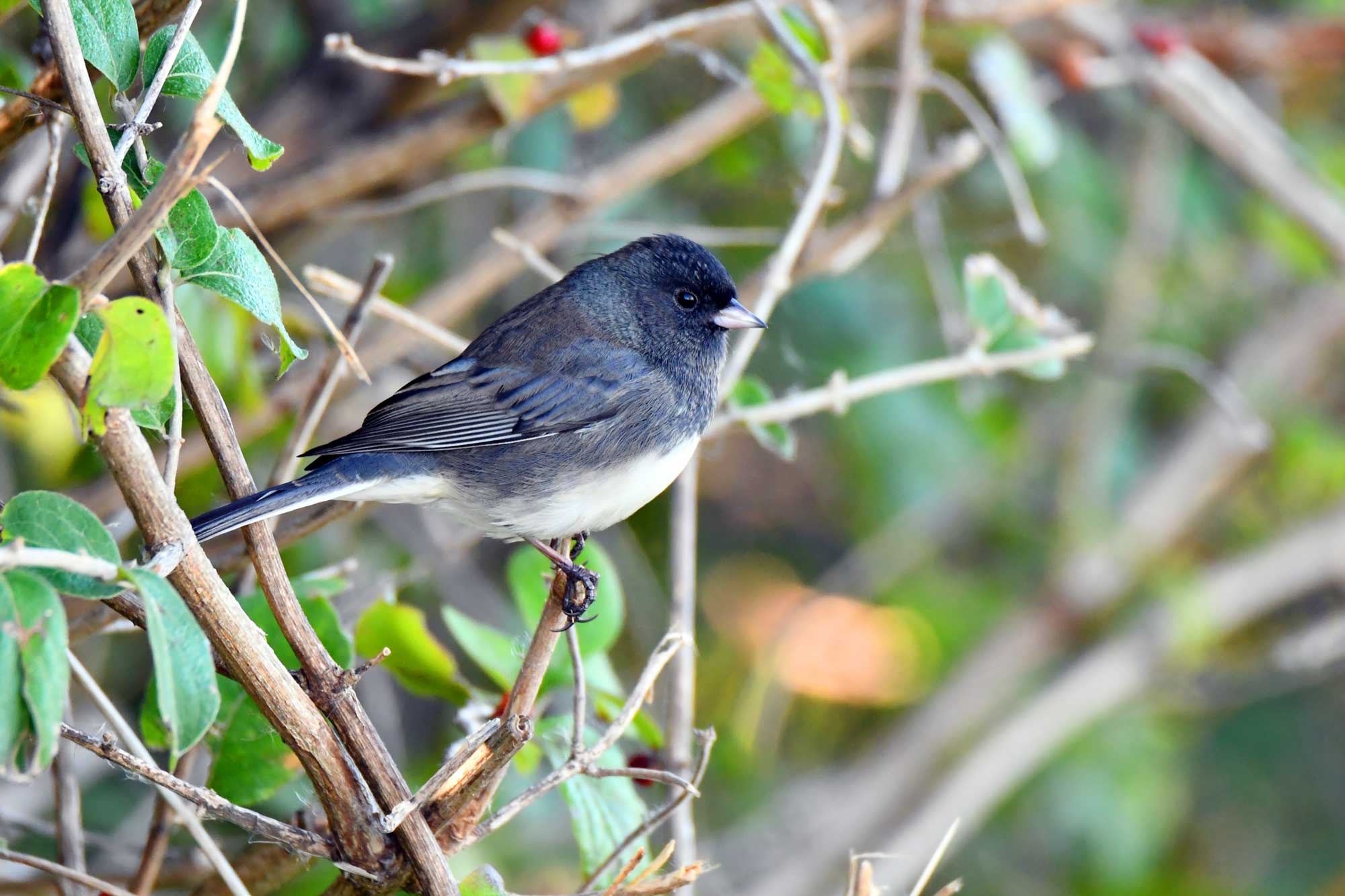 Dark-eyed junco perched on branch with leaves and other branches in the background.