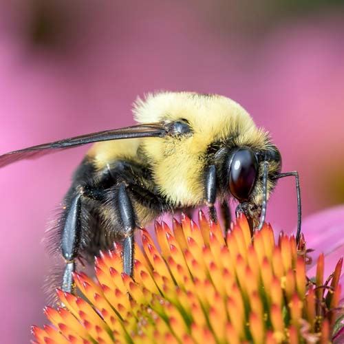 The plight of the bumble bee 