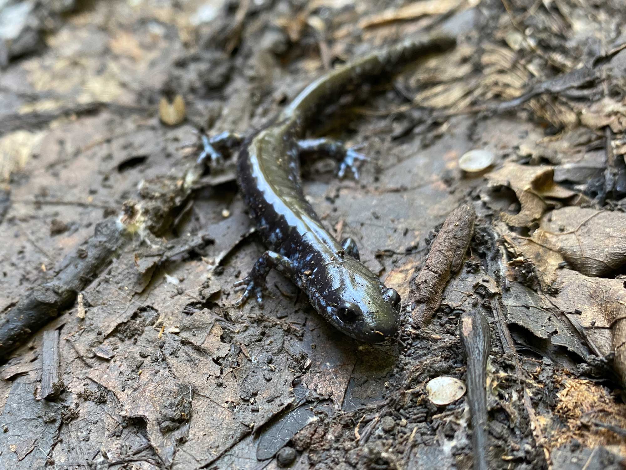 Blue-spotted salamander walking on ground.