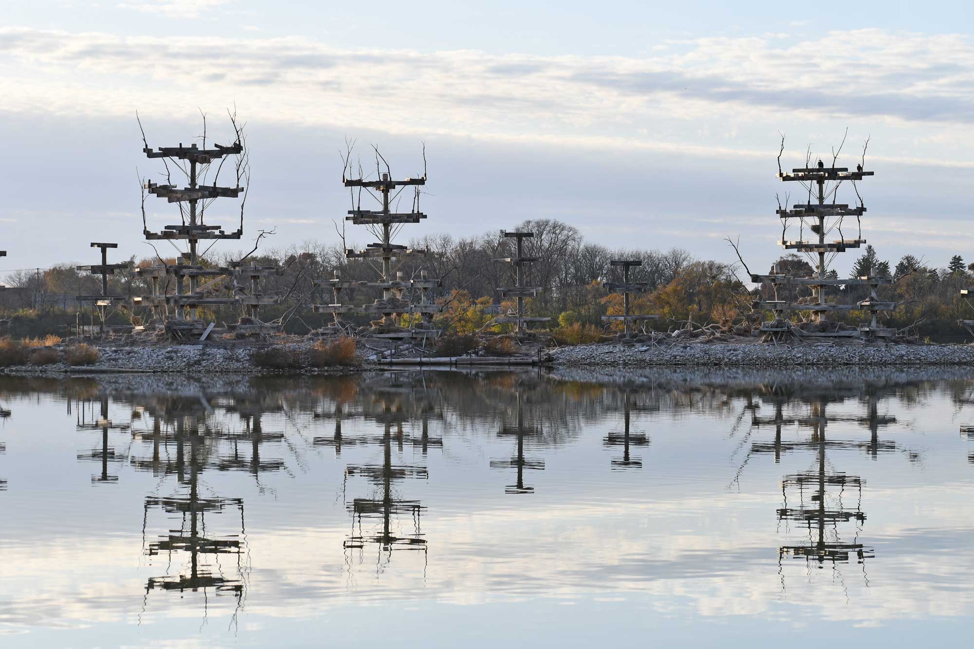 Nesting platforms in the lake with trees in the background.