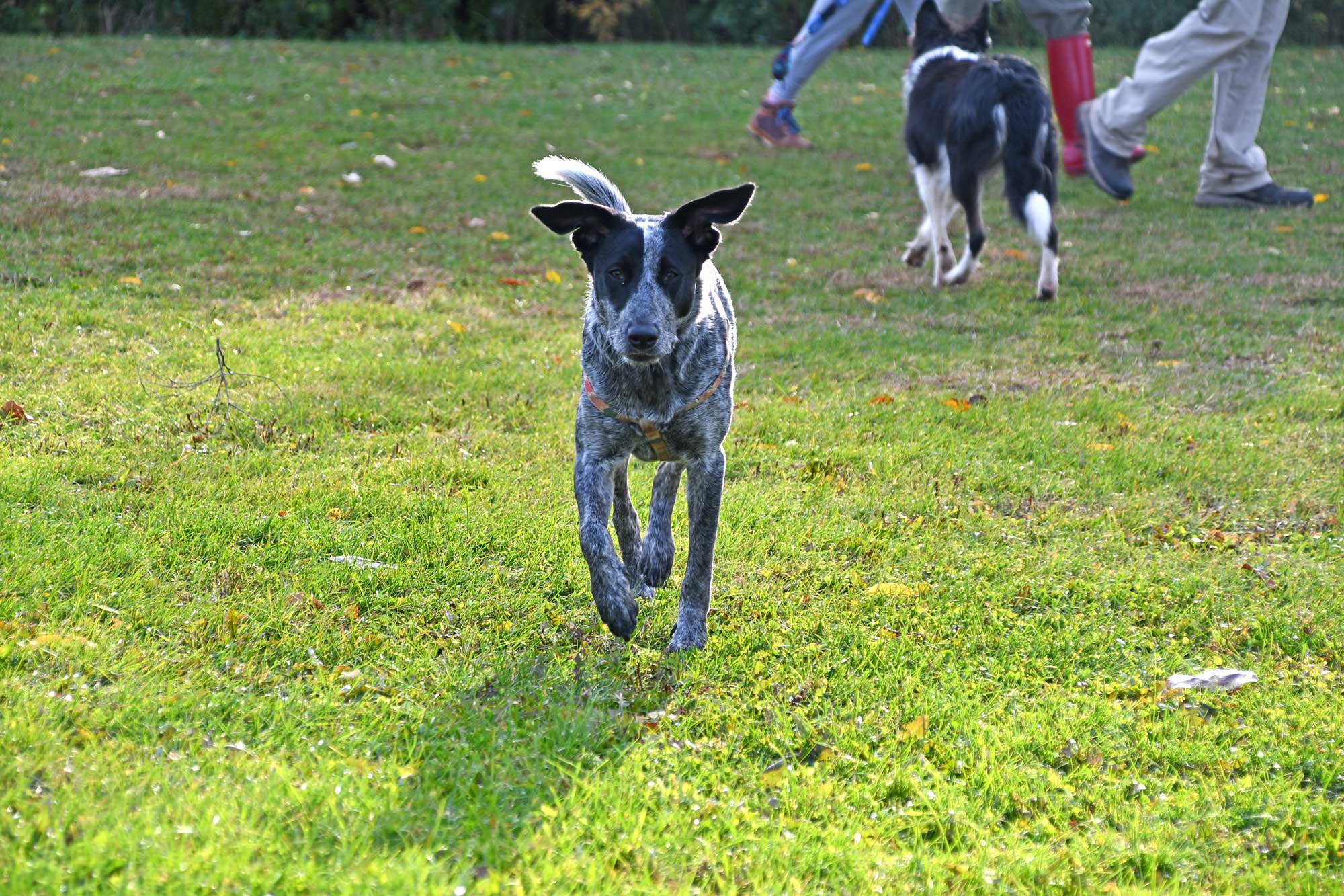 Dog walking in dog park with another dog and people in the background.