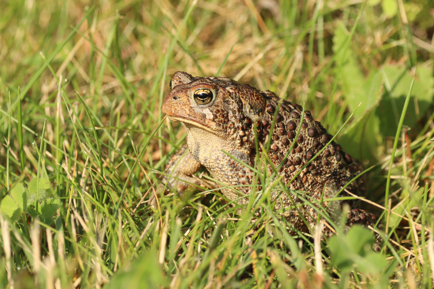 A toad sits in grass, illuminated by sunlight.