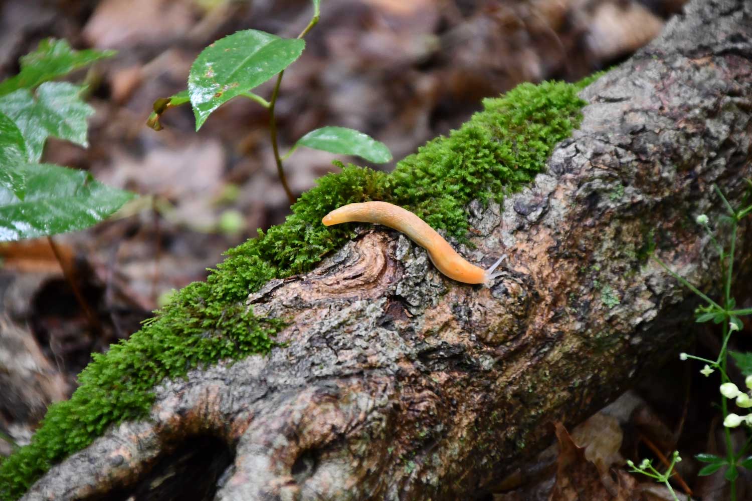 A yellow-orange slug on a log partially covered in moss.