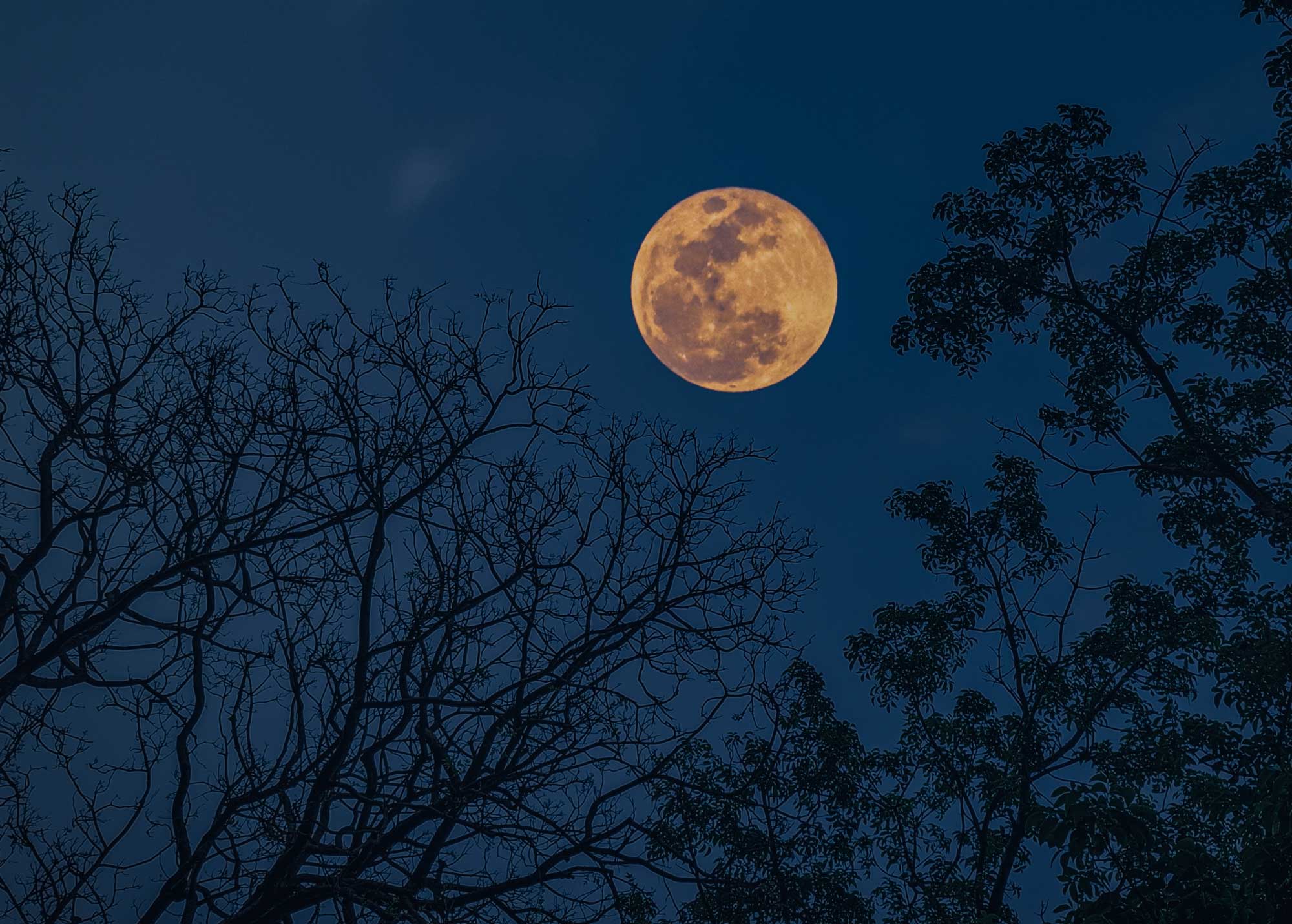 A full moon in the night sky with tree branches lining the image.