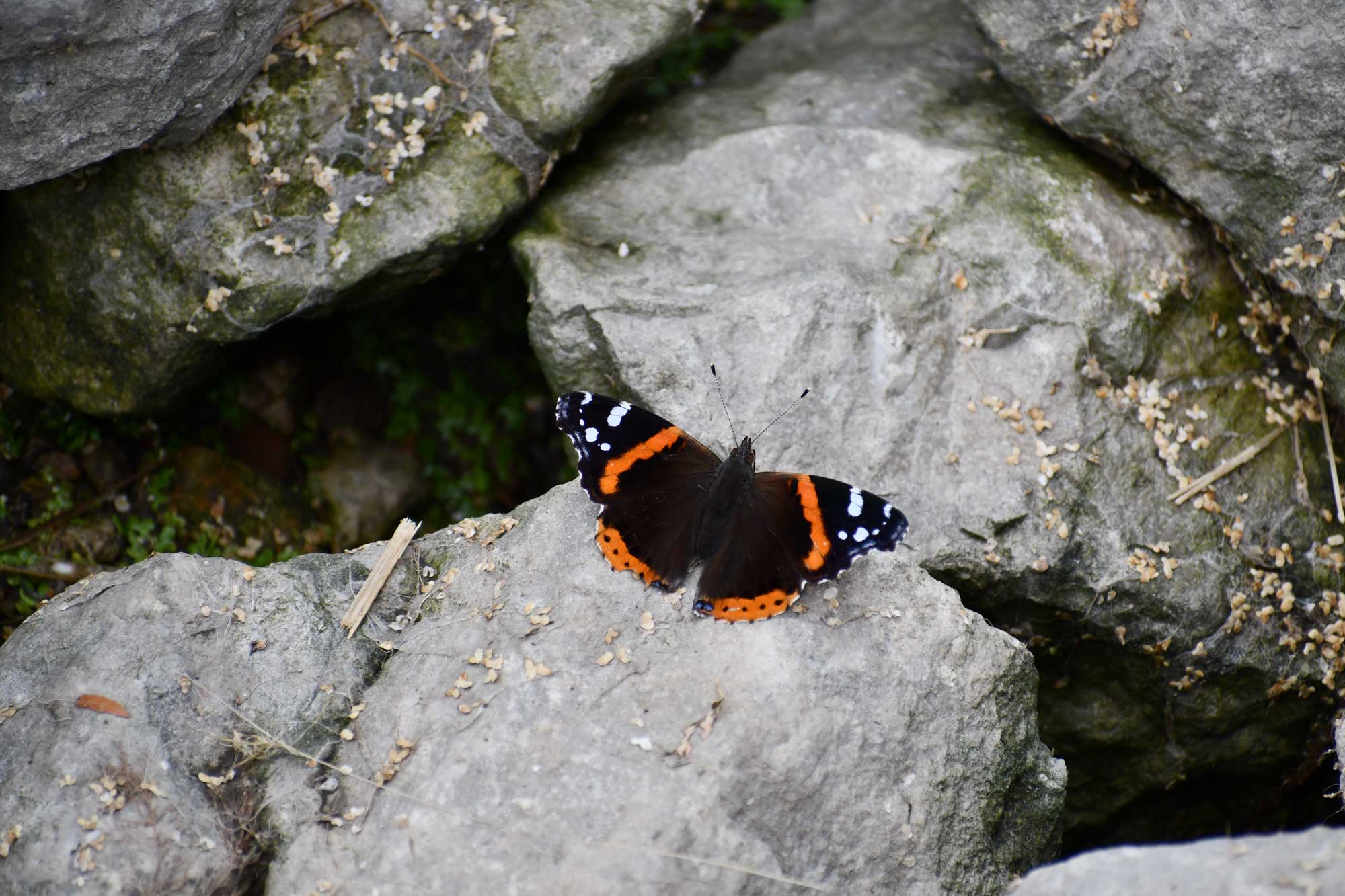 Red admiral butterfly landed on a rock.