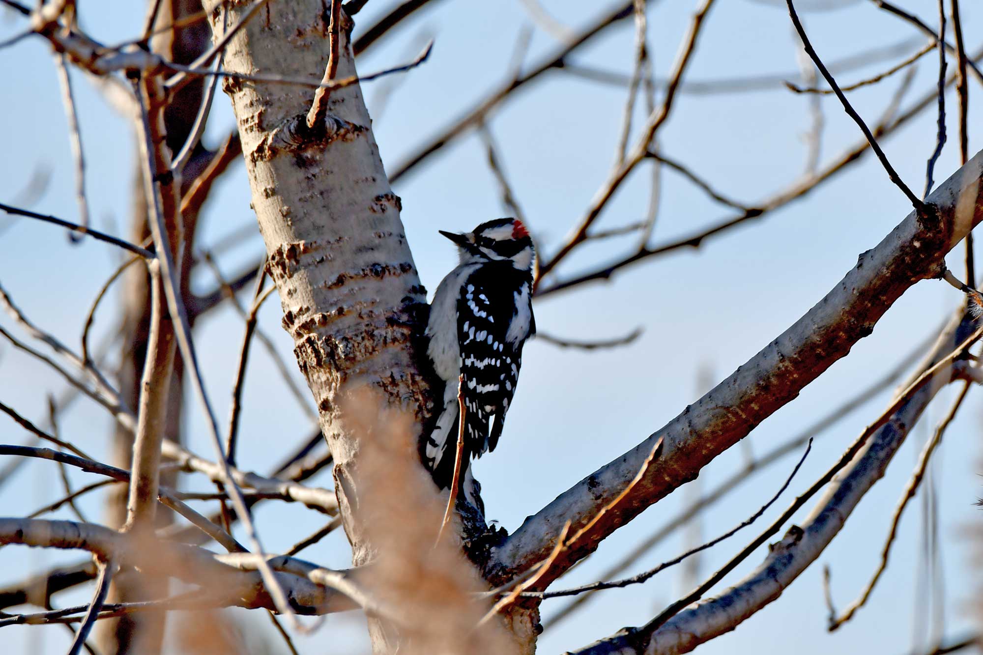 Hairy woodpecker clinging to the side of a tree with other trees and the sky in the background.