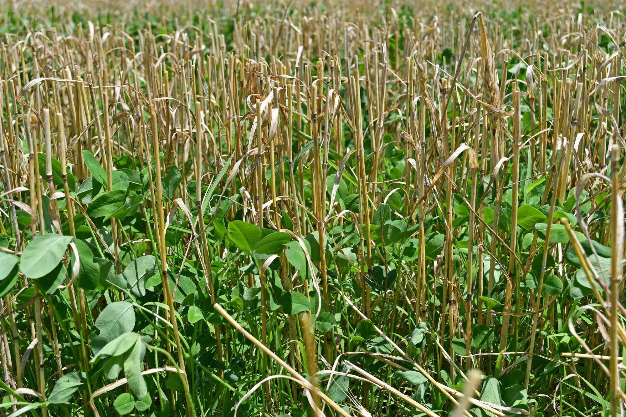 Harvested wheat with red clover growing underneath.