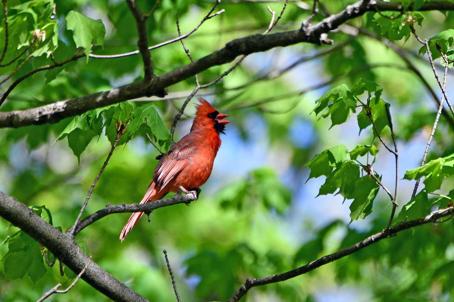 A cardinal perched on a branch with its mouth open in song. The branches are filled with green leaves.