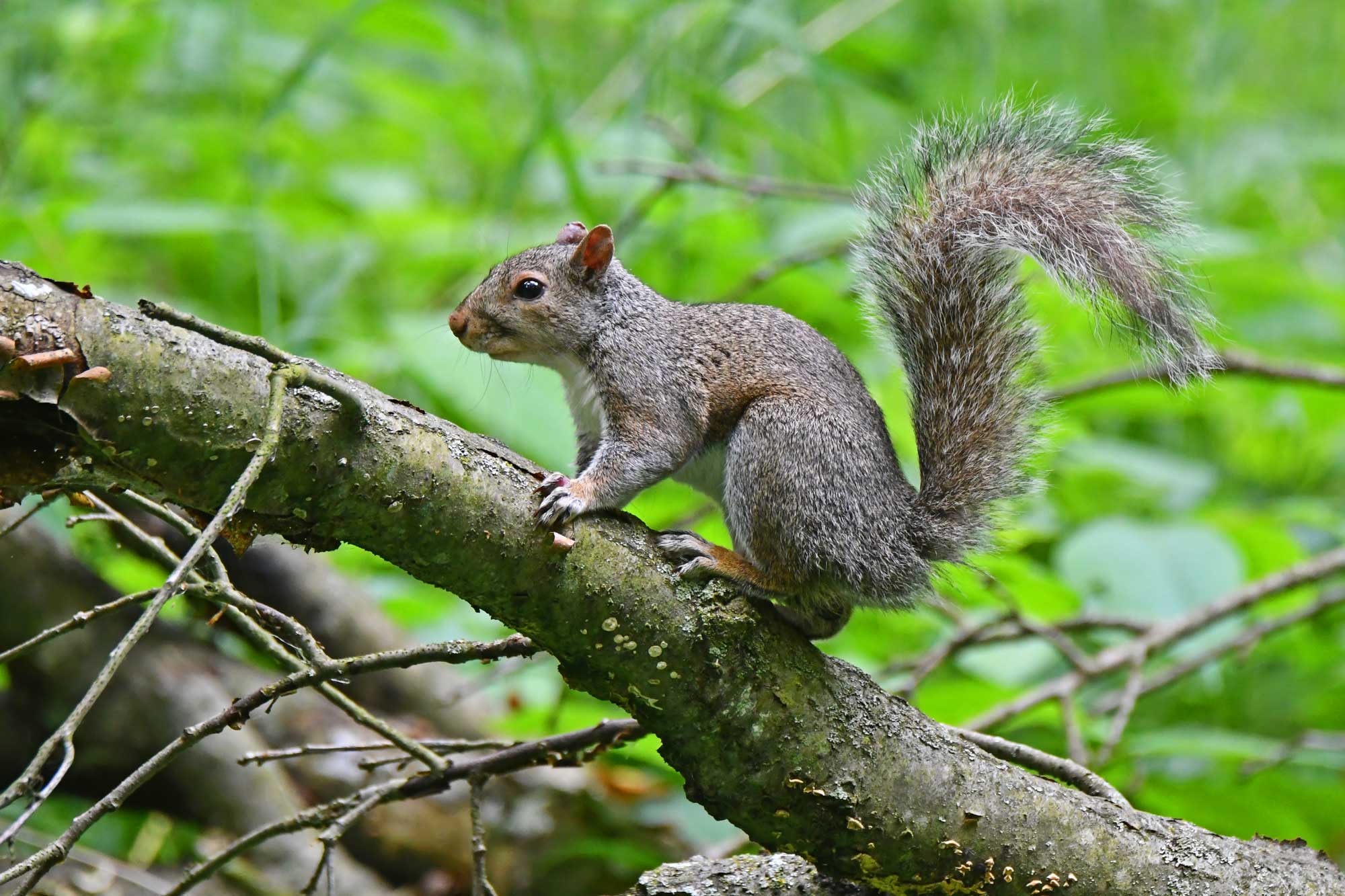 Eastern gray squirrel walking up a branch with vegetation in the background.