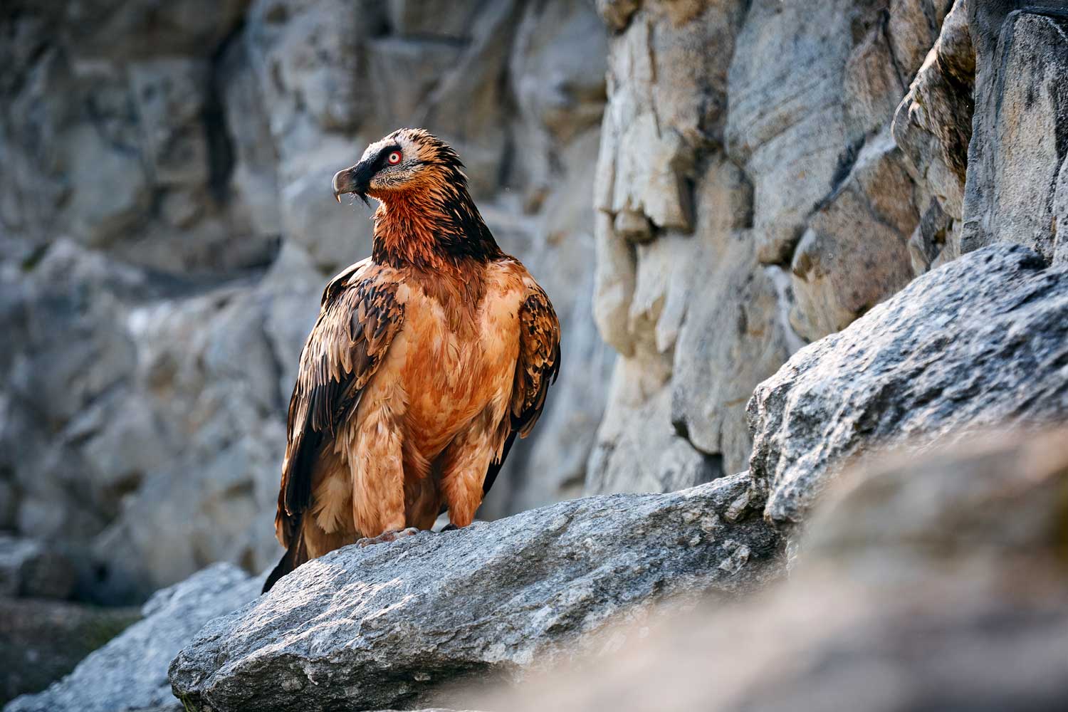 Wild Relatives: The bearded vulture