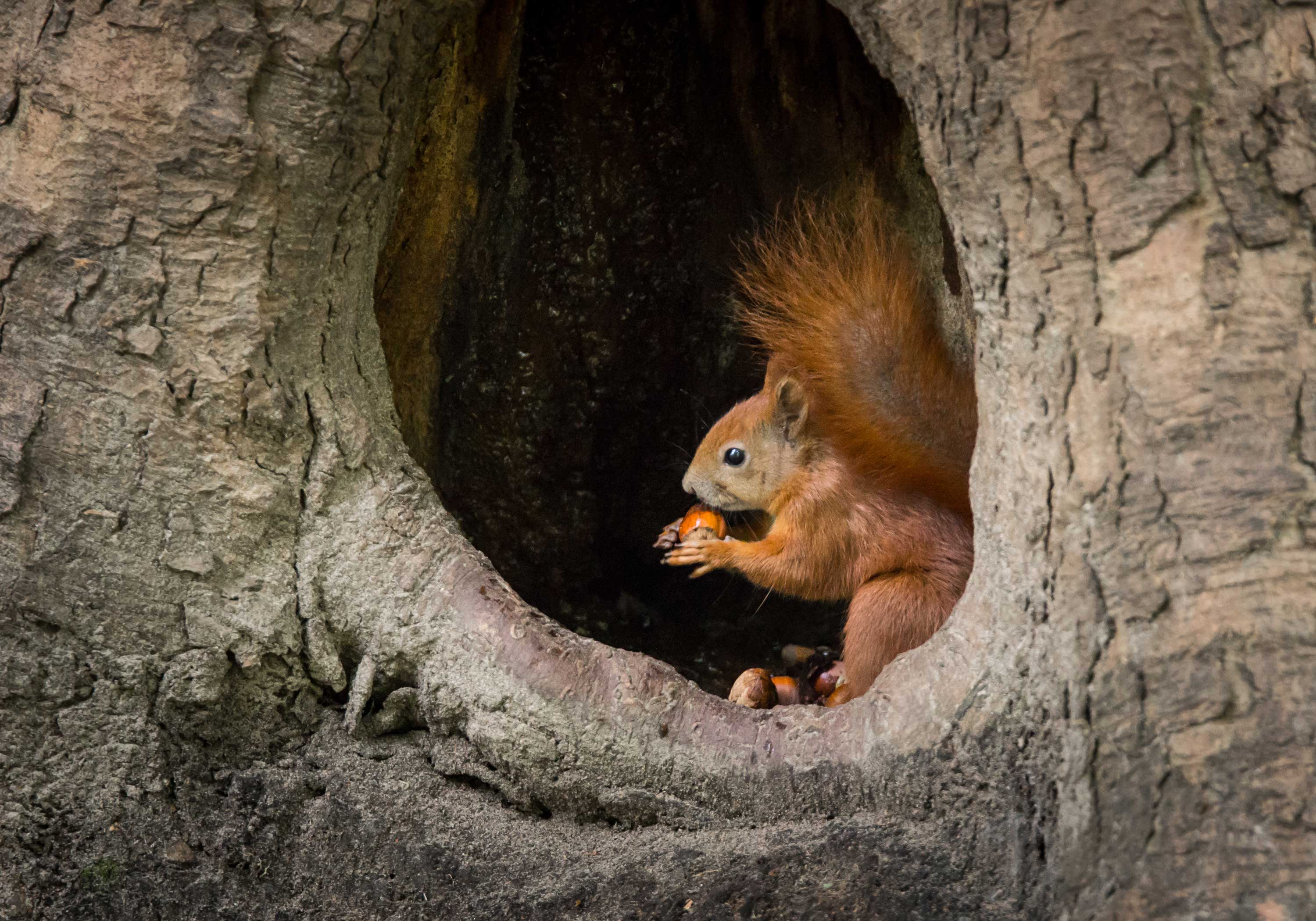 squirrel-lead-shutterstock.jpg