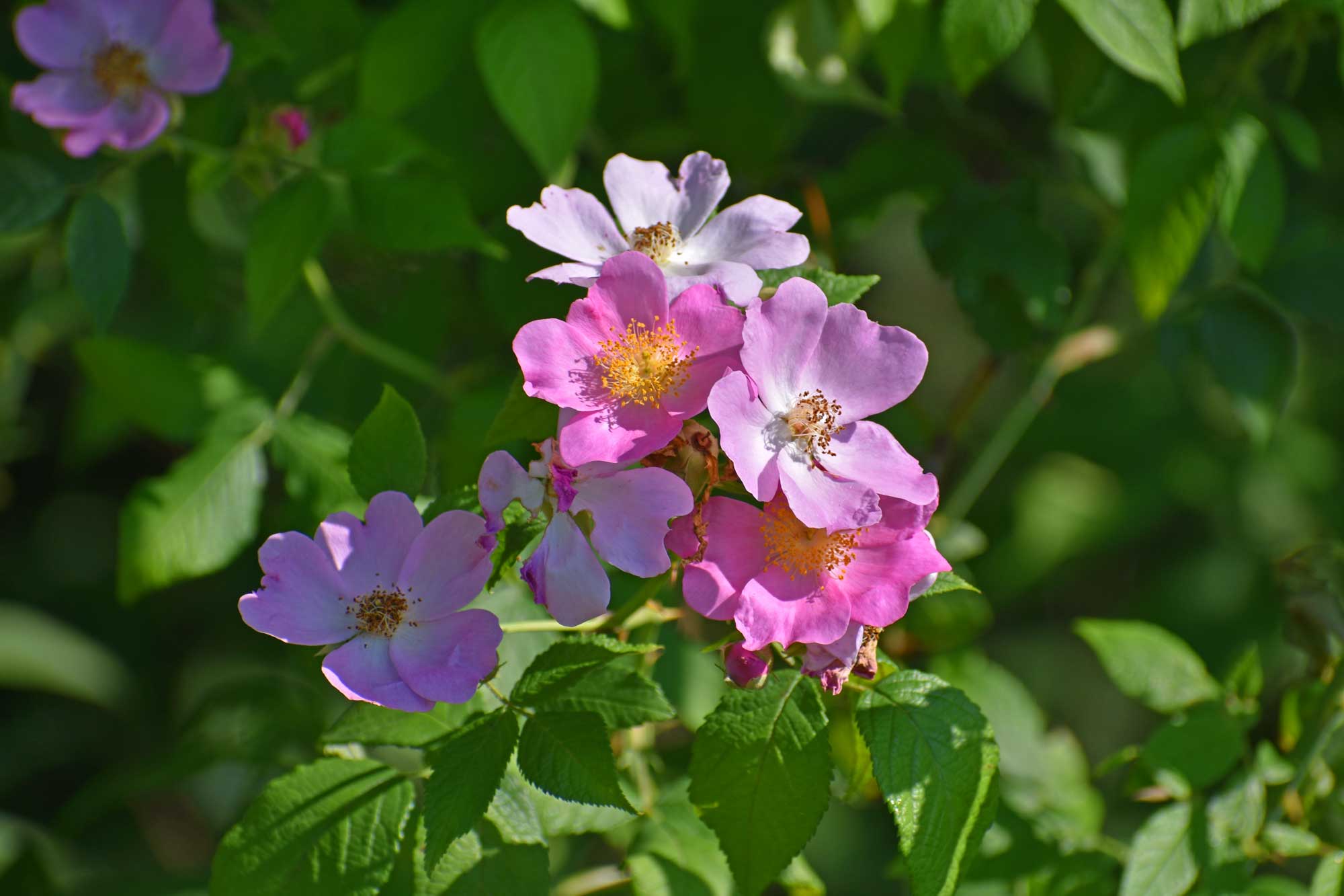 Climbing prairie rose growing with pink flower petals and vegetation in the background.