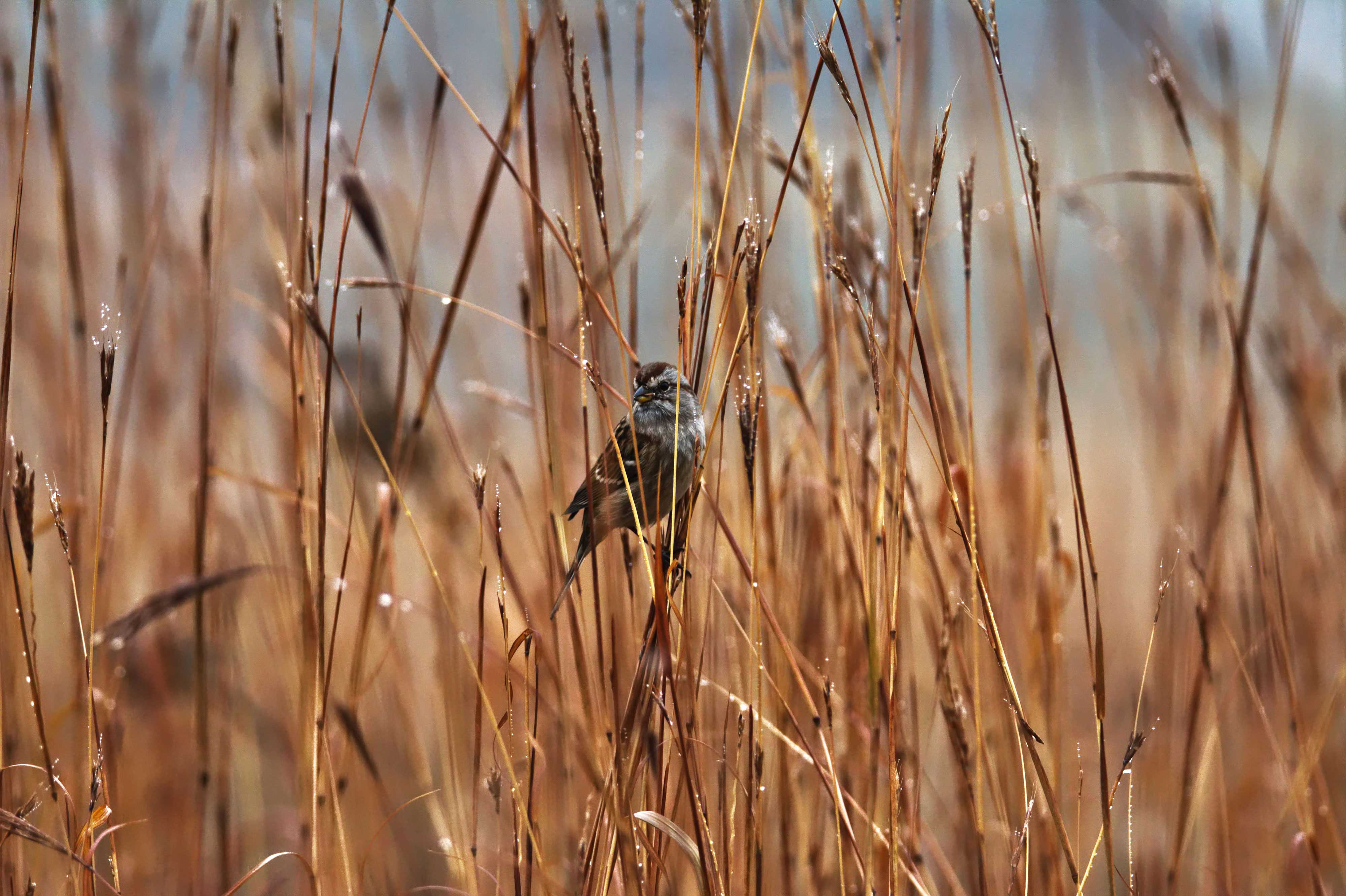 A sparrow in bif bluestem.