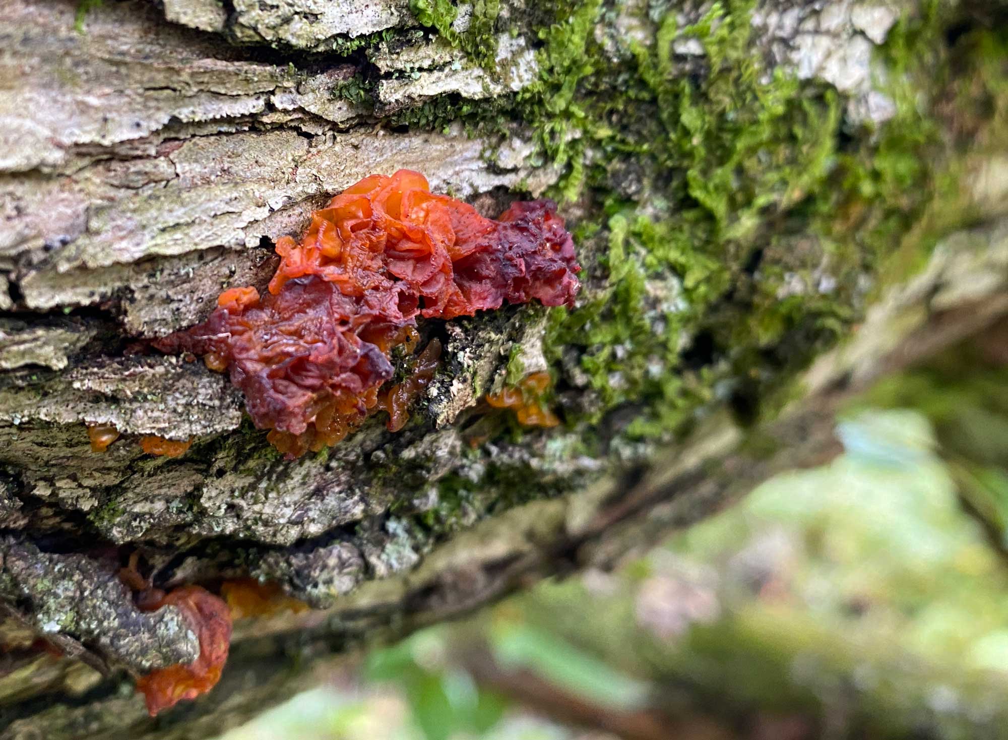 Jelly fungus growing on the side of a fallen tree.