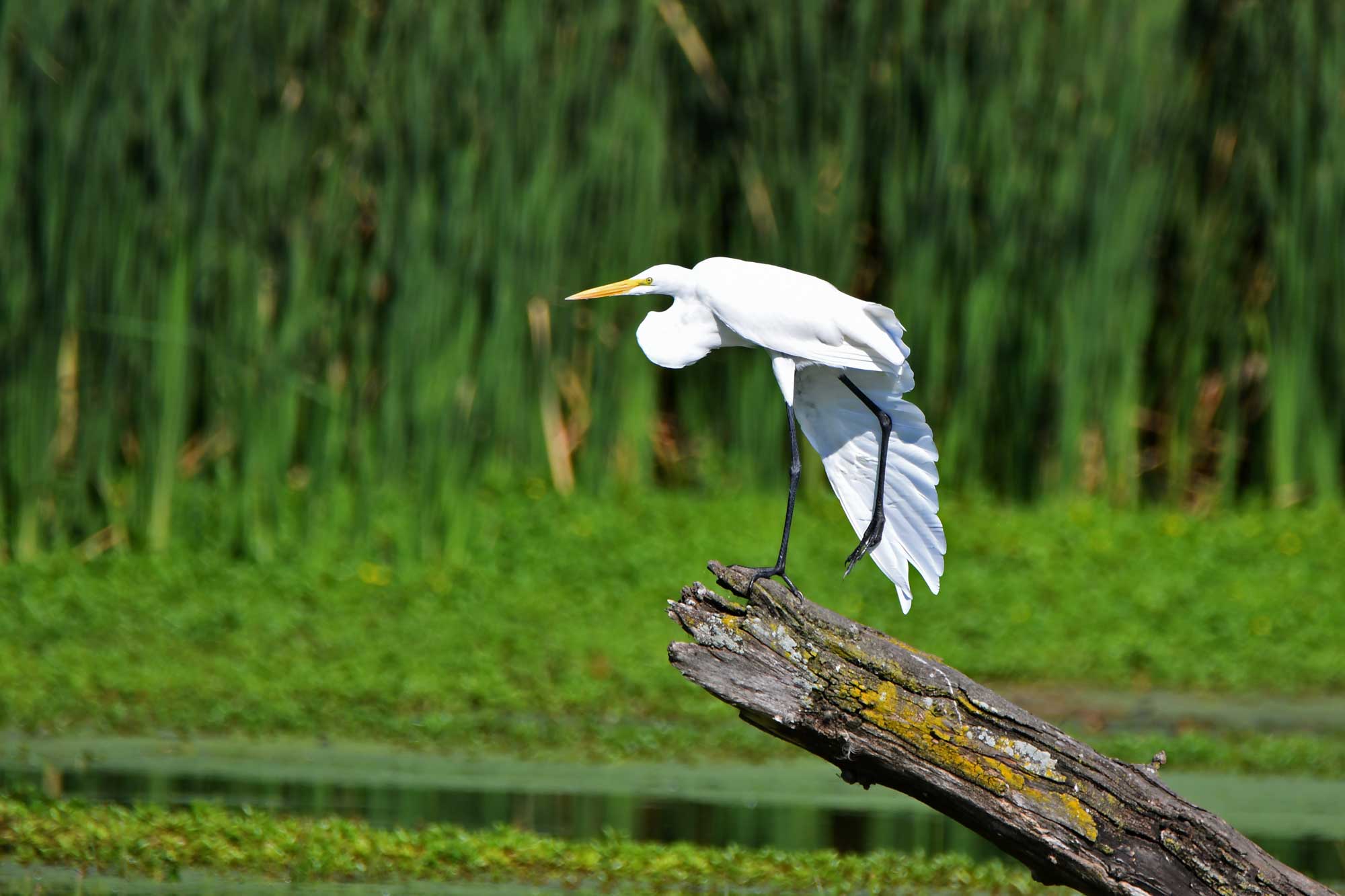 Great egret standing on a fallen tree with water and vegetation in the background.
