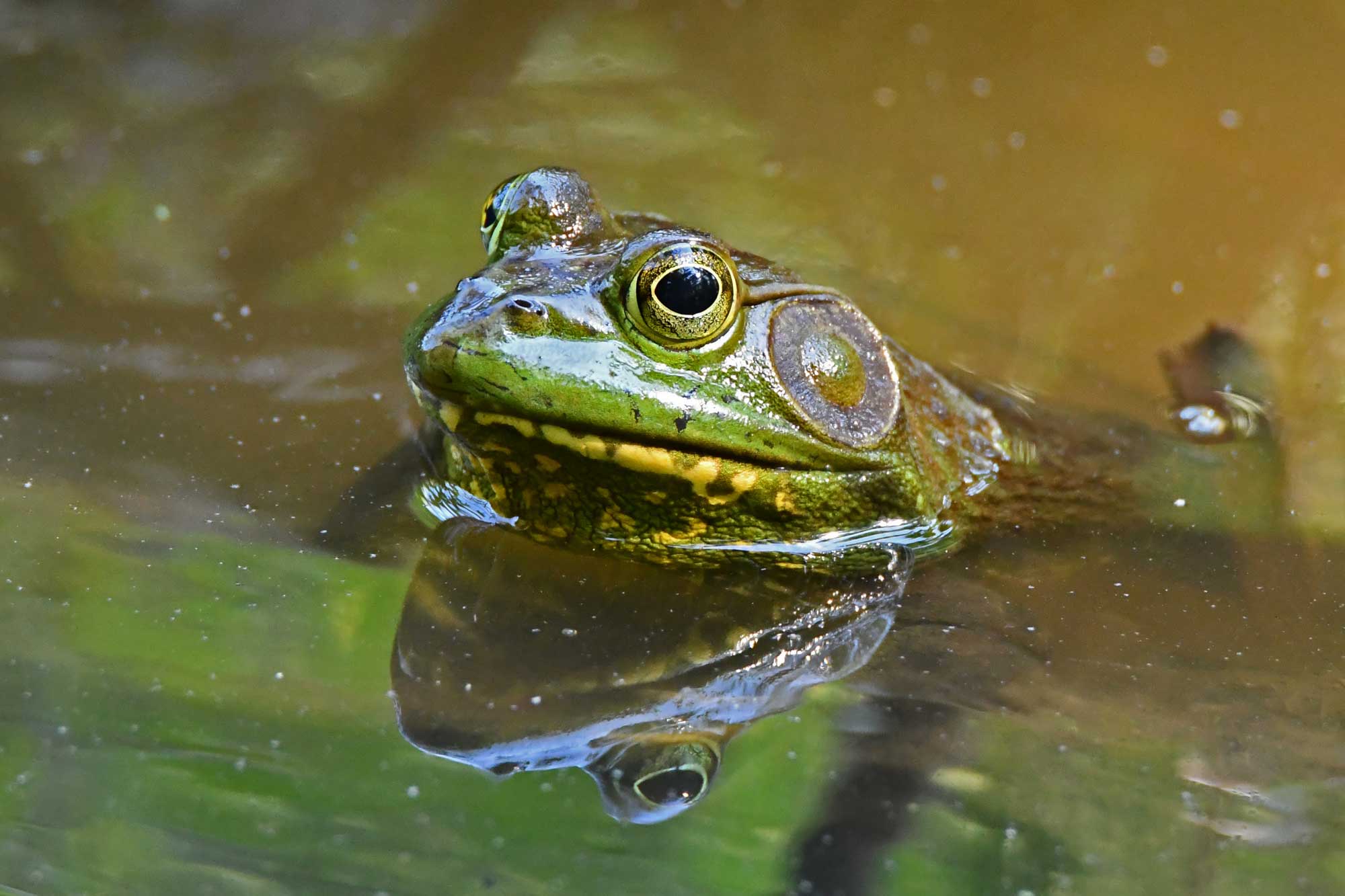 Close up of American bullfrog sitting in water.
