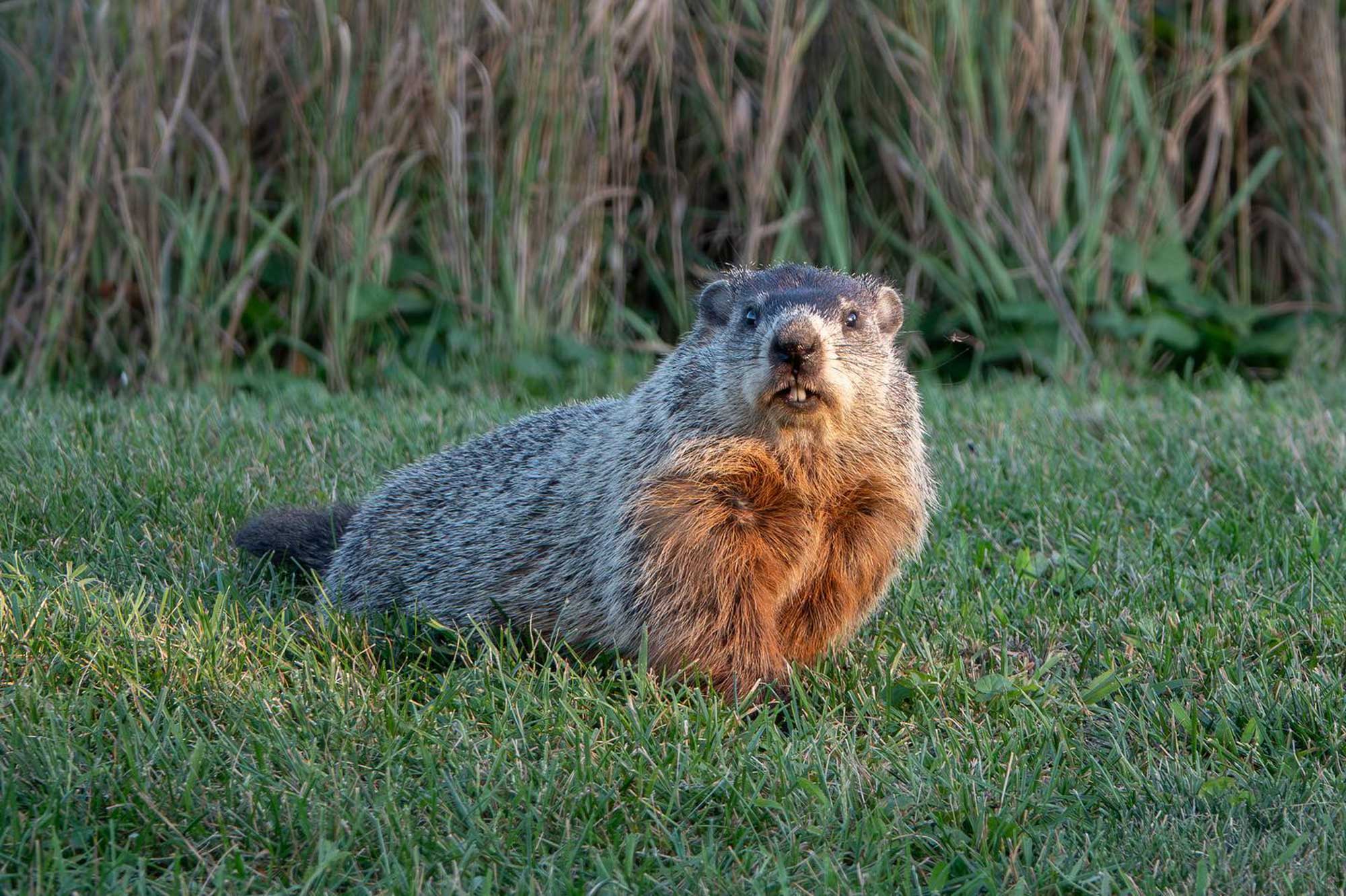 Groundhog standing in grass with vegetation in the background.