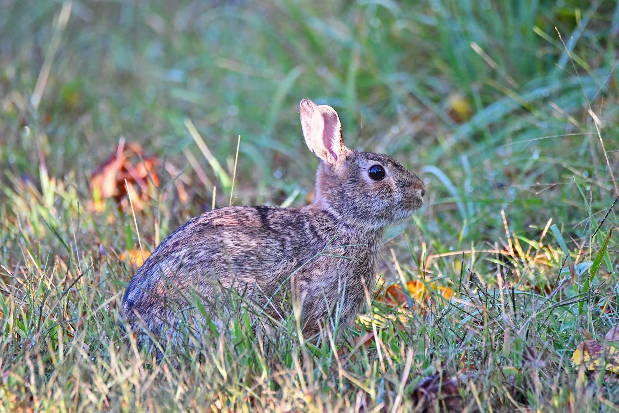 A cottontail rabbit sitting in grass.