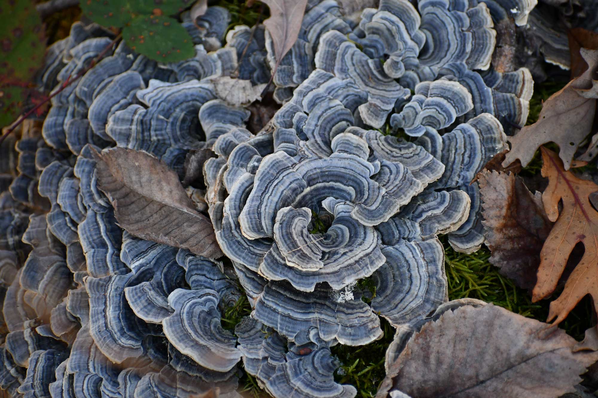 Turkey tail fungus growing on a fallen tree.