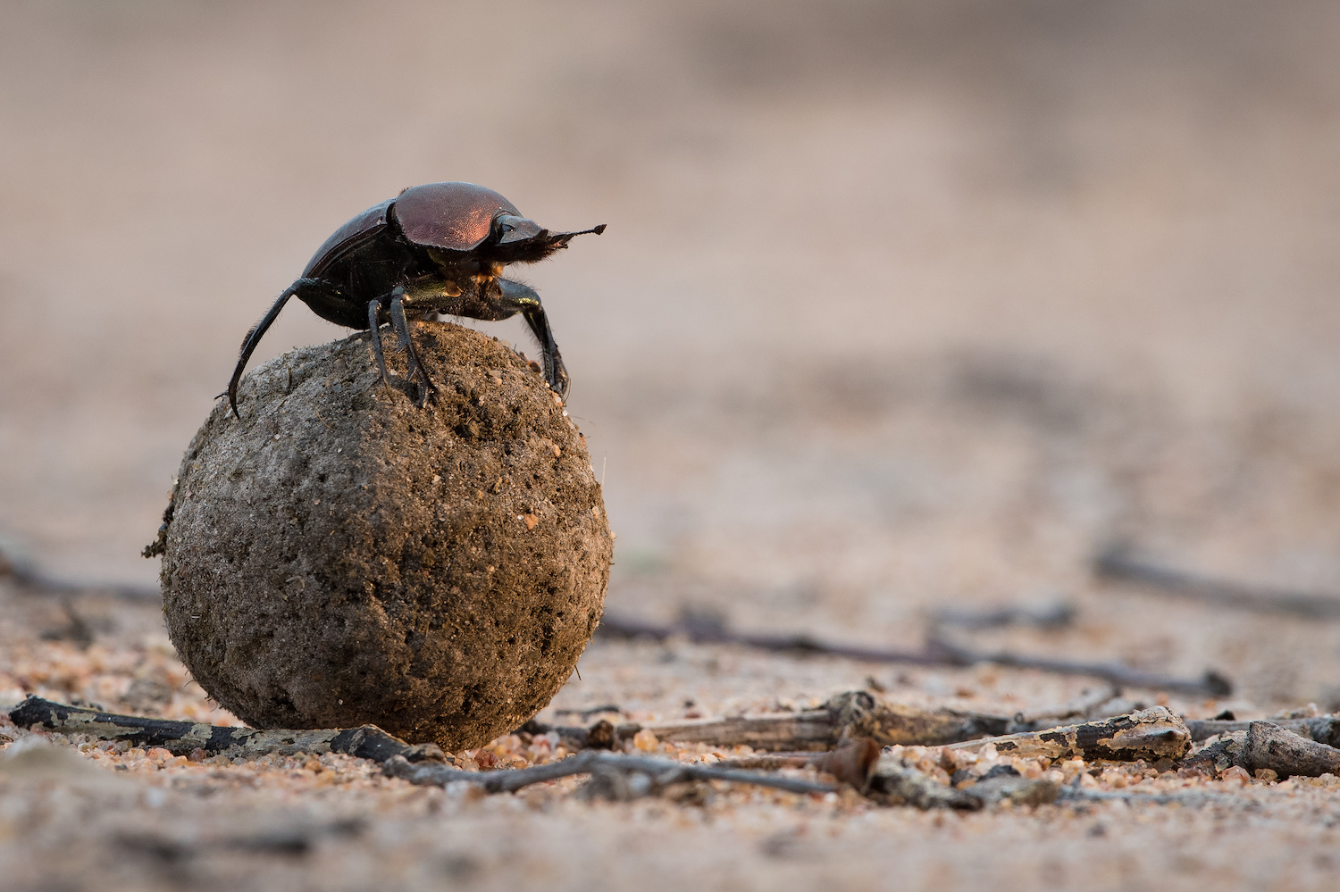 A brownish beetle atop a pile of dung on the dirt ground.