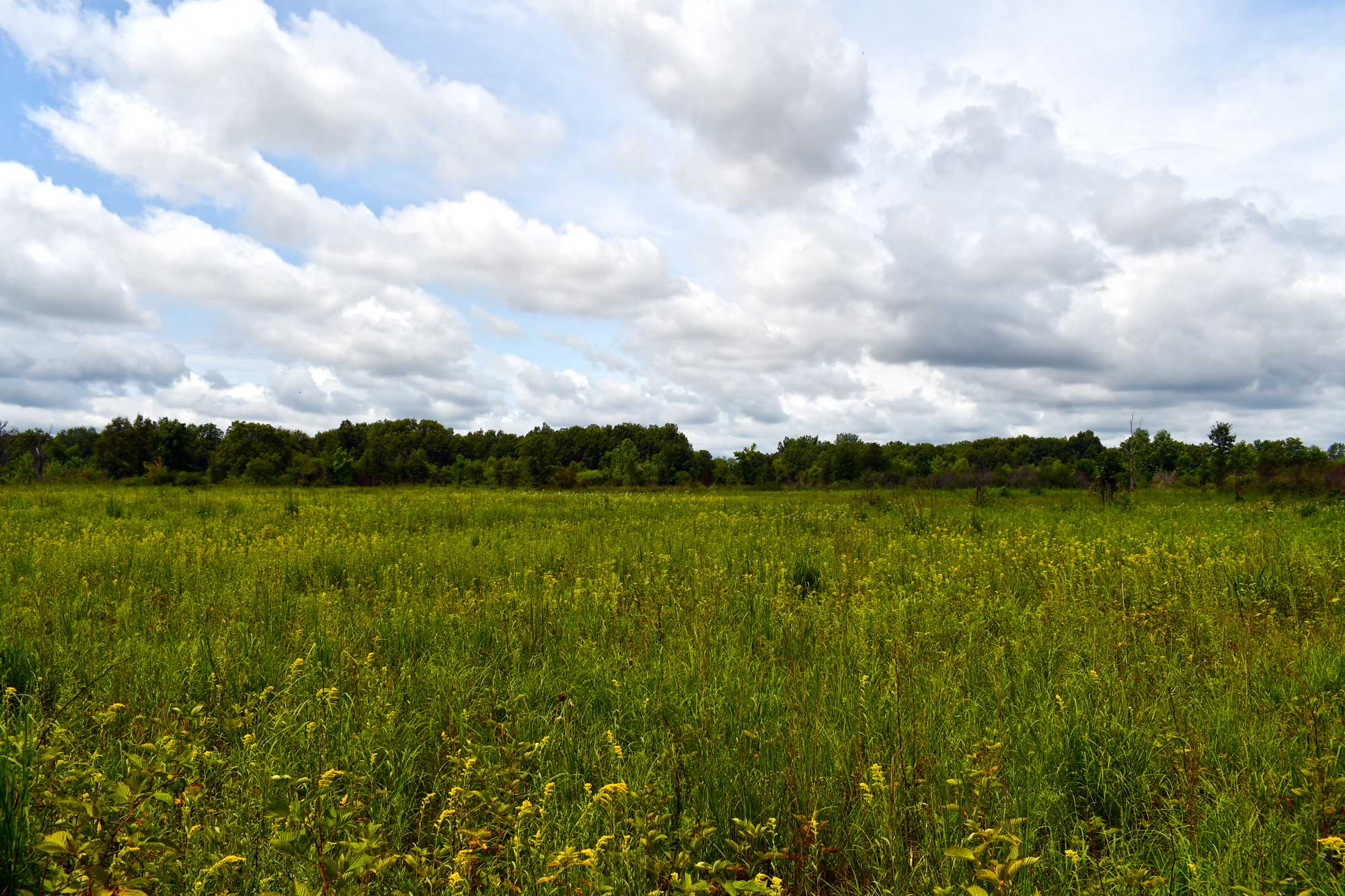 Field of vegetation with trees in the background and a partly cloudy sky above.