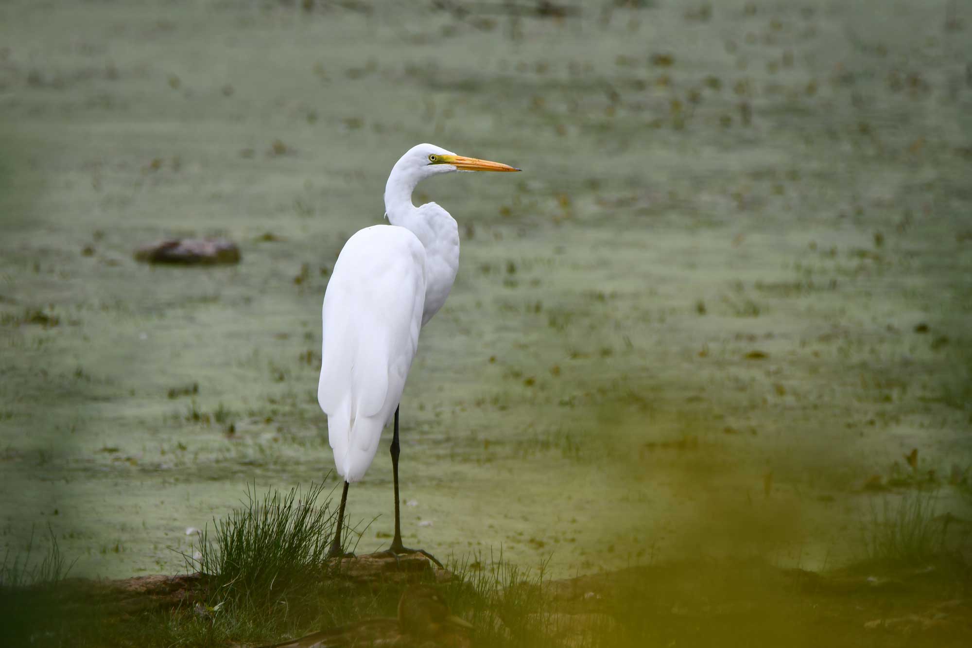 Great egret standing on a fallen tree with water in the background.