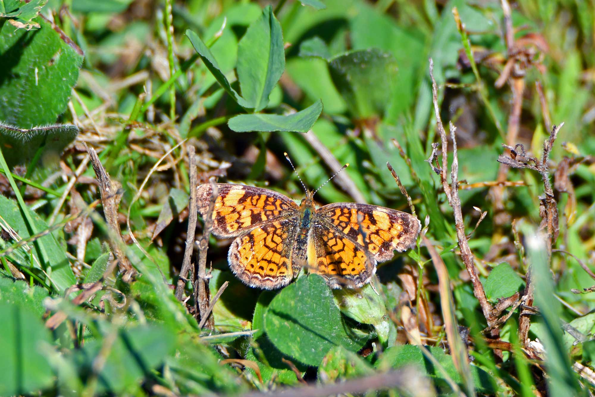 Northern crescent butterfly landed in grass.