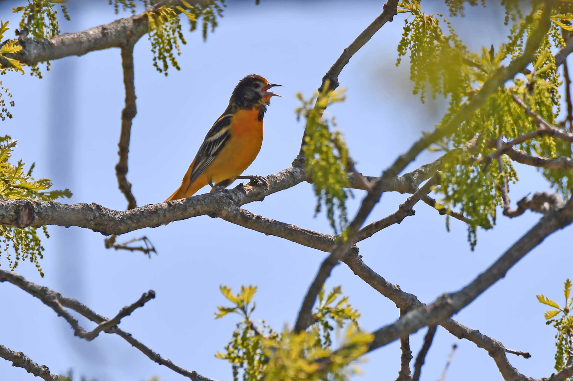 Baltimore oriole perched on a branch with the sky in the background.
