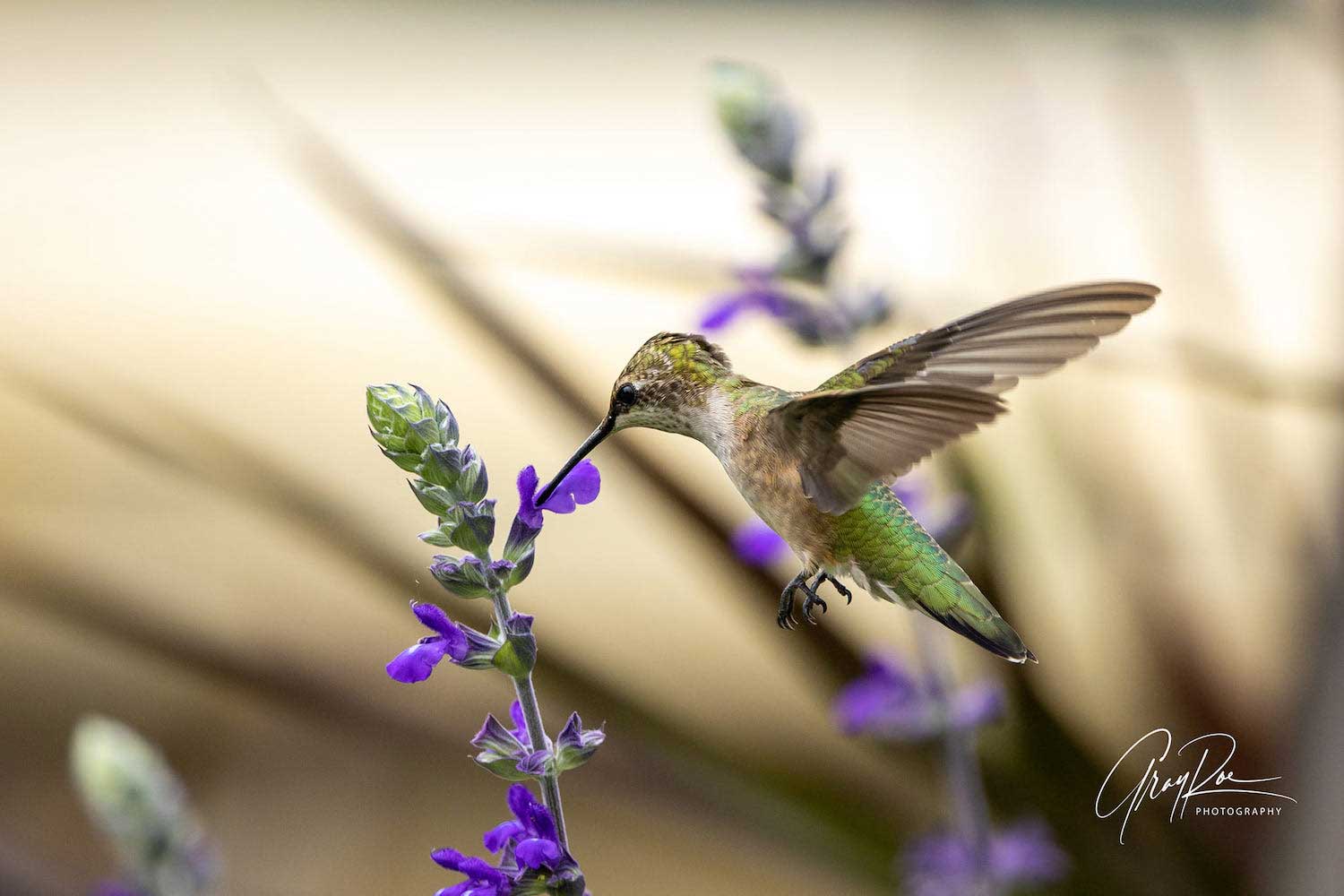 A hummingbird hovering in flight as it sips nectar from a purple flower.