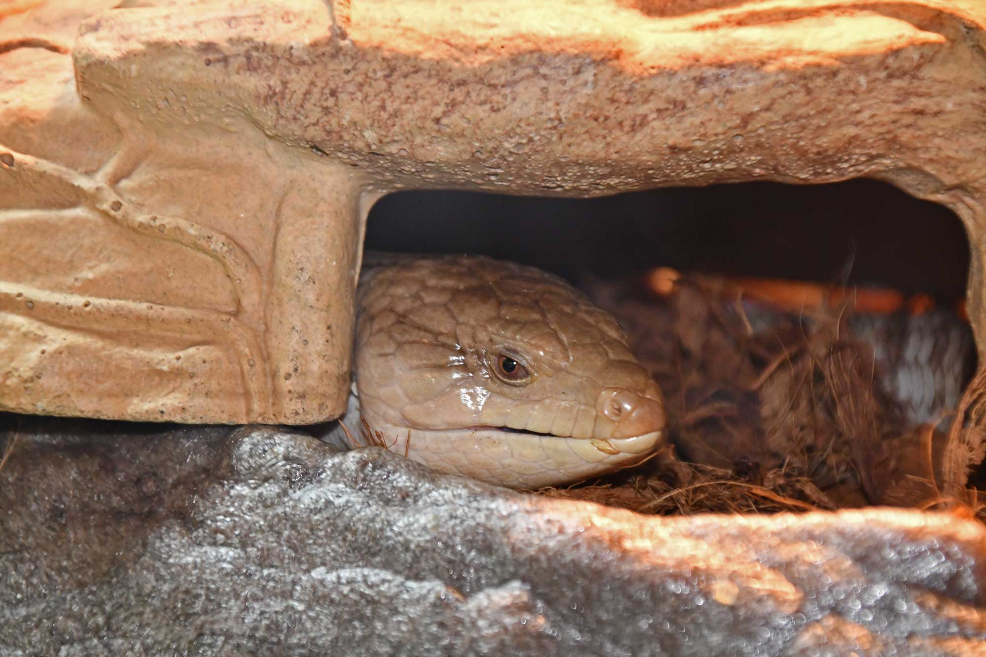 Blue-tongued skink at a nature center.