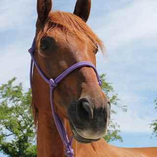 A close-up of a horse's face.