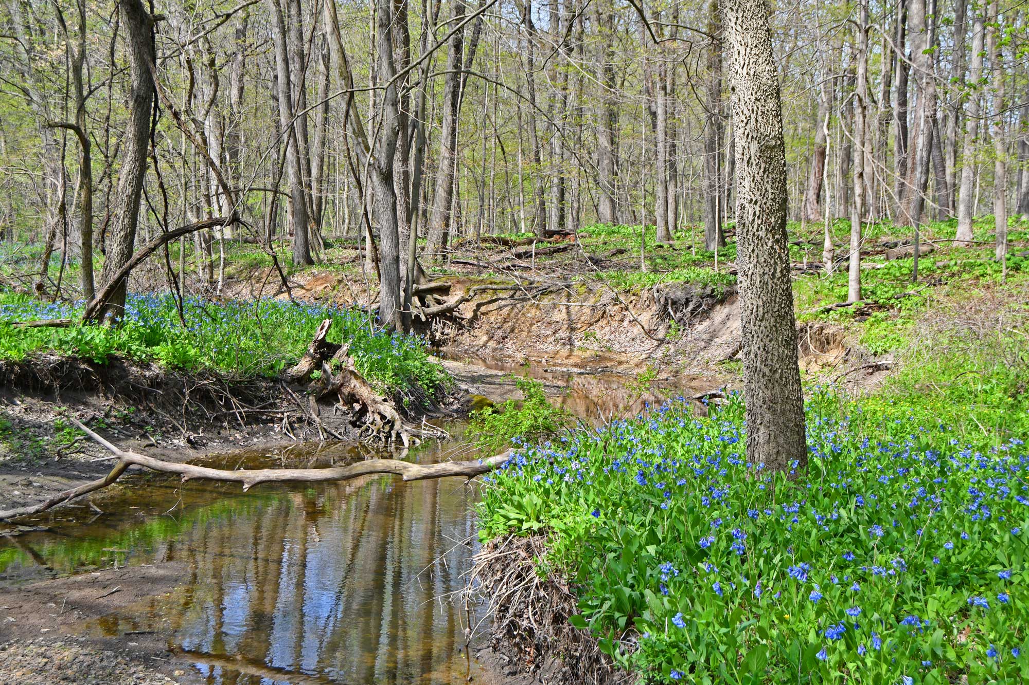 Creek lined with trees and Virginia bluebells.