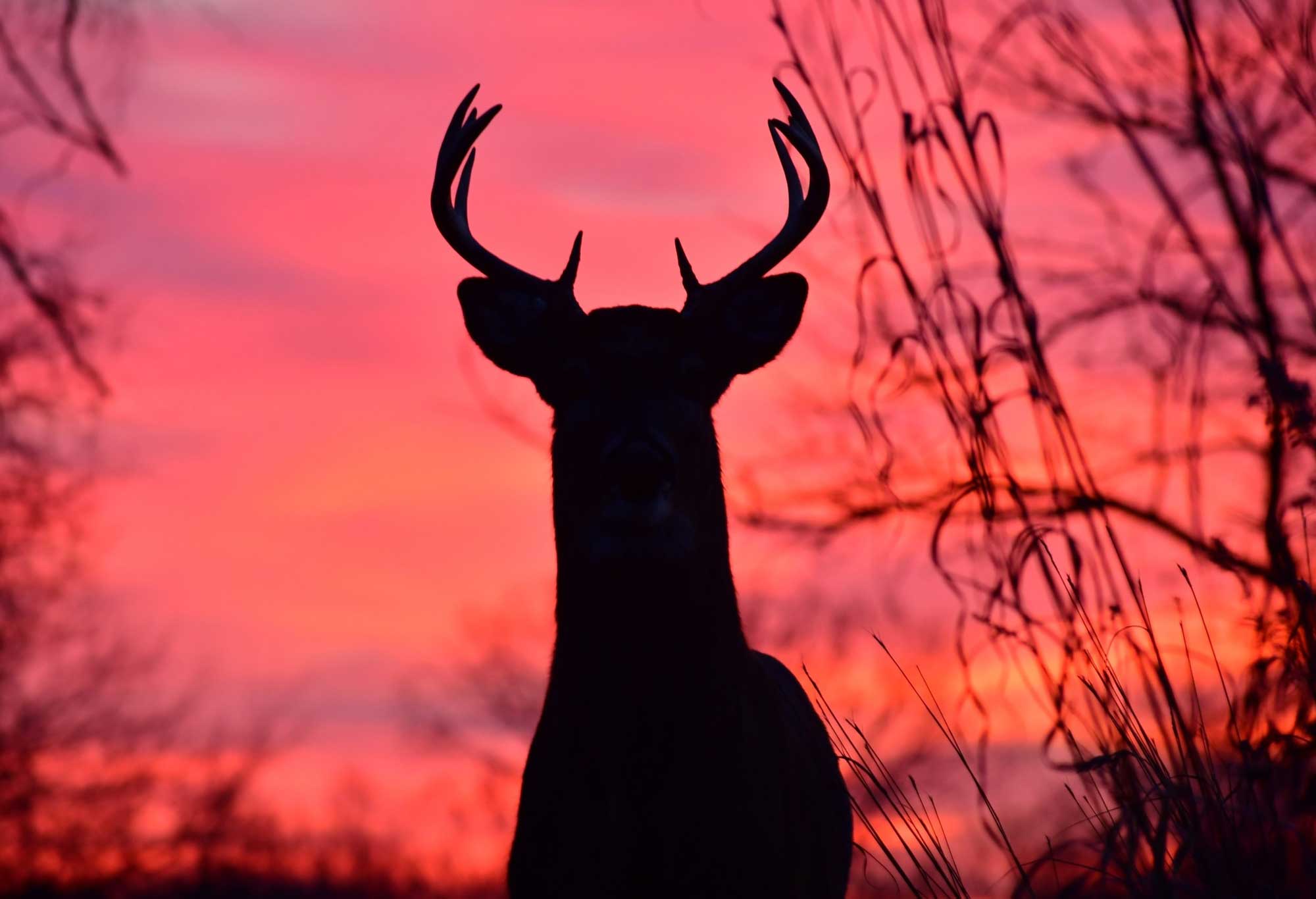 A white-tailed deer seen in silhouette at sunrise with the sky shades of deep pink.