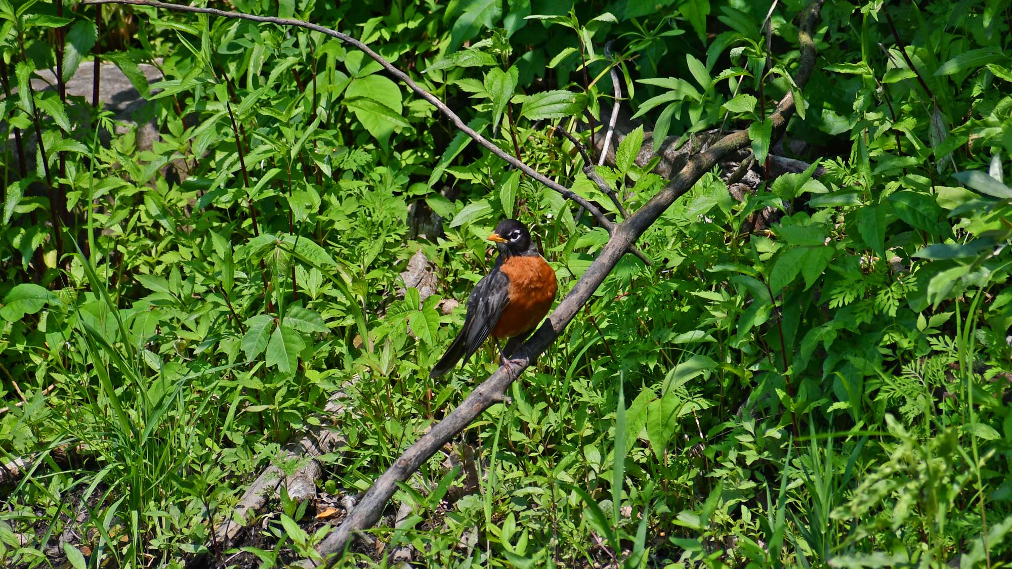 American robin perched on a branch with leaves in the background.
