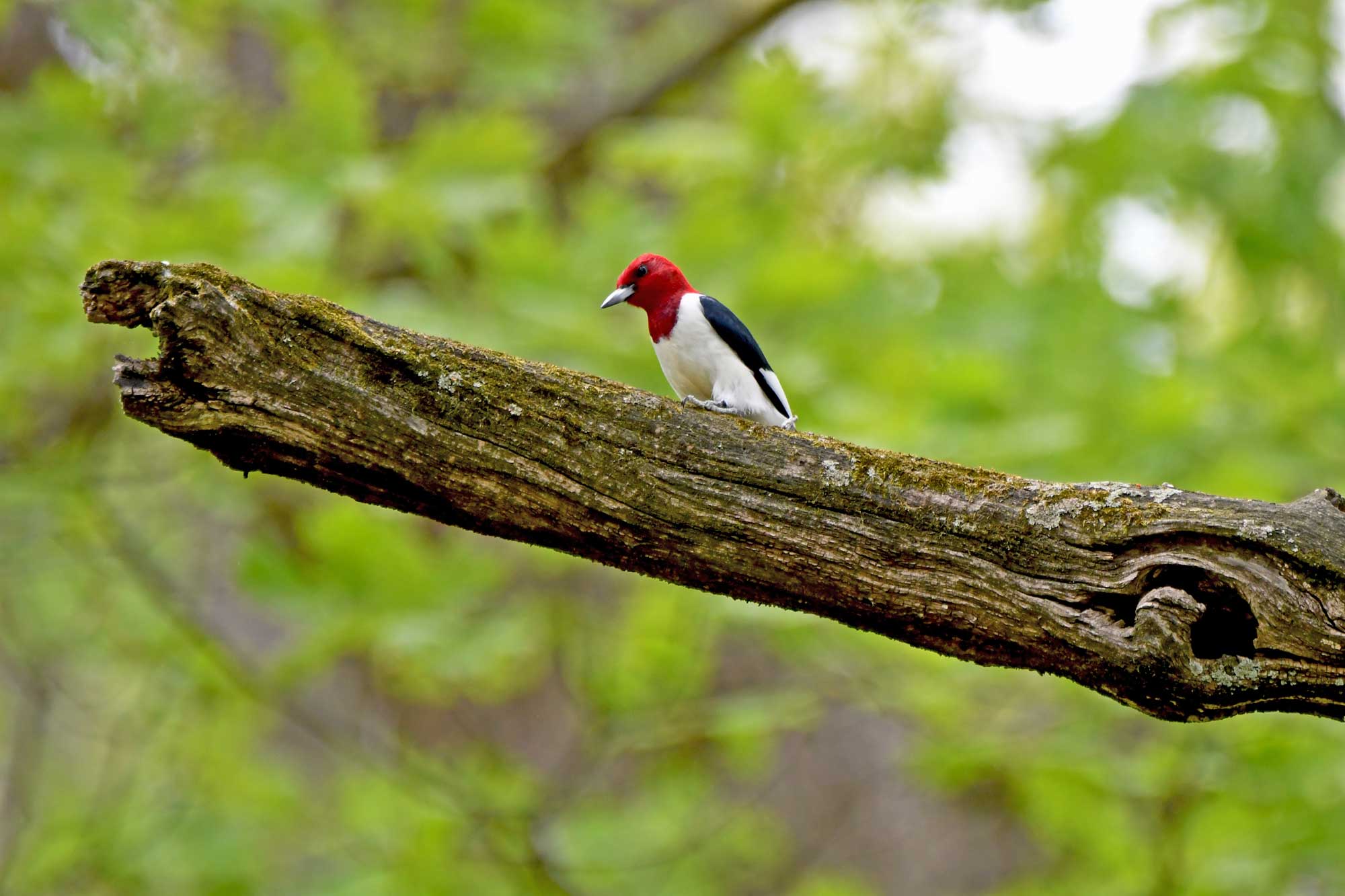 Red-headed woodpecker perched on a branch with leaves in the background.