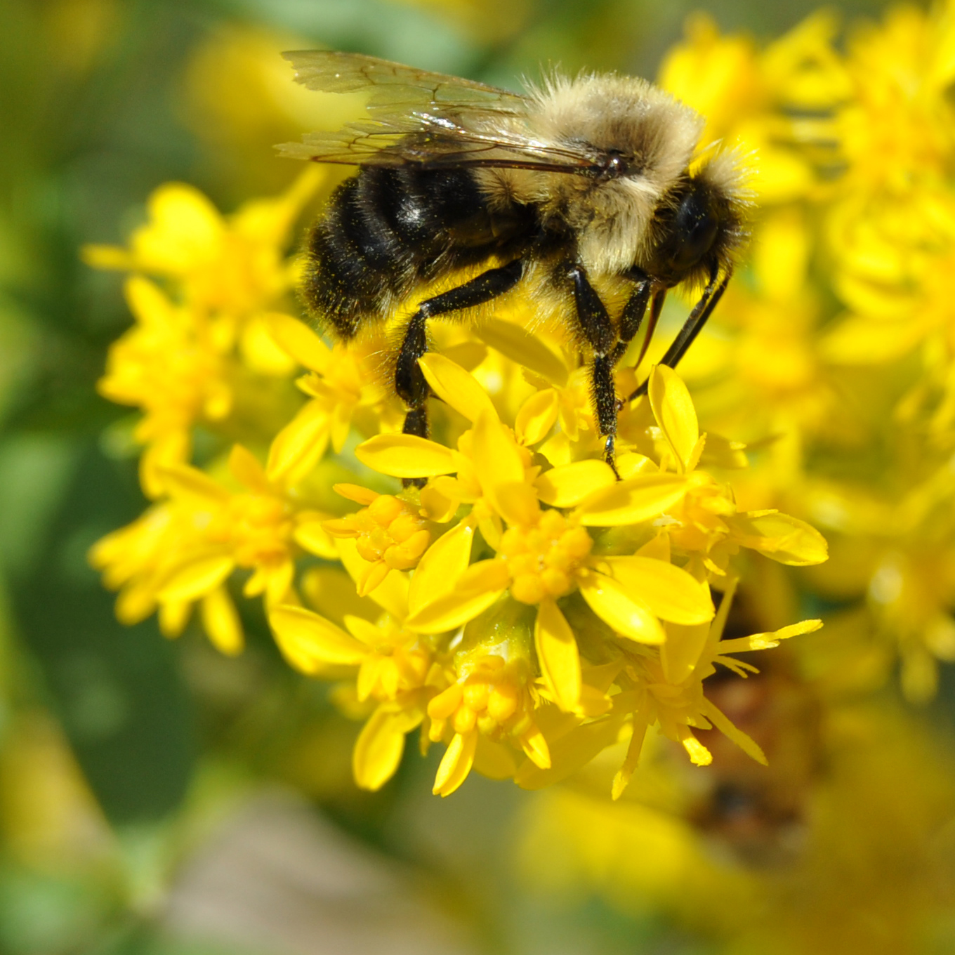 A dozen native plants that will bring life to your yard