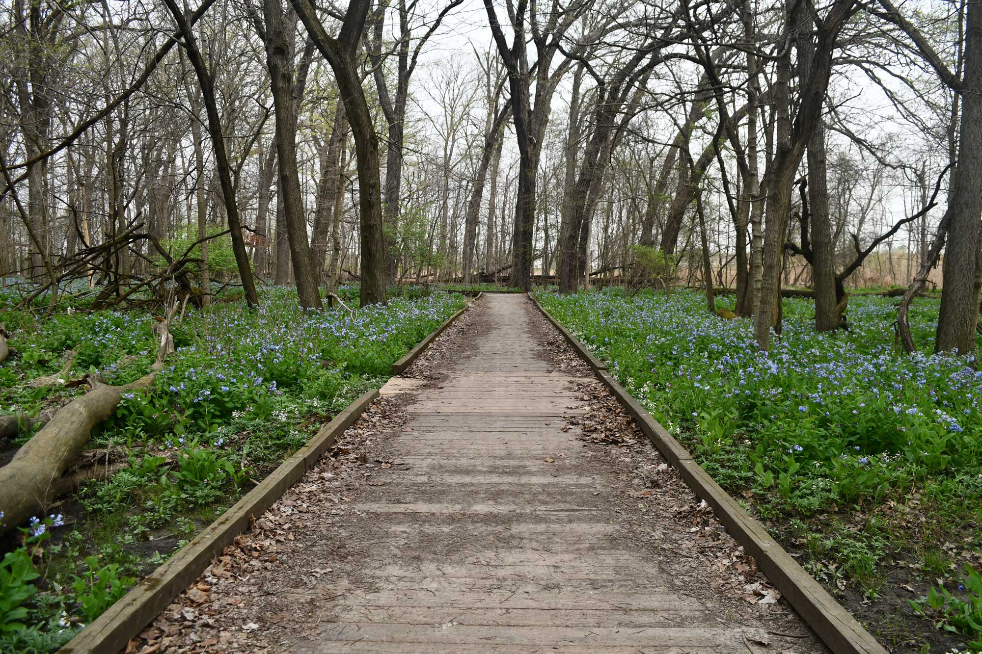 A wooden trail winds through O’Hara Woods, flanked by blooming Virginia bluebells beneath towering trees.