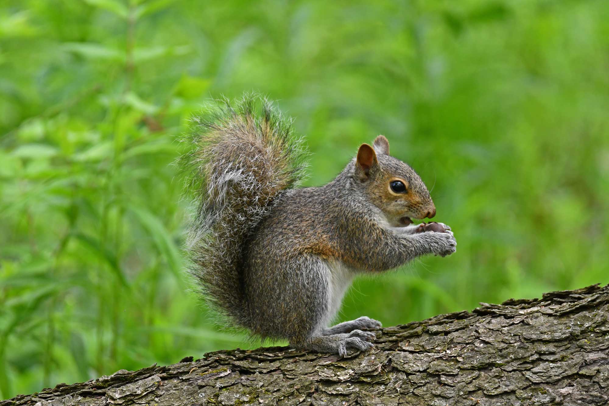 Eastern gray squirrel standing on a fallen tree eating food with vegetation in the background.