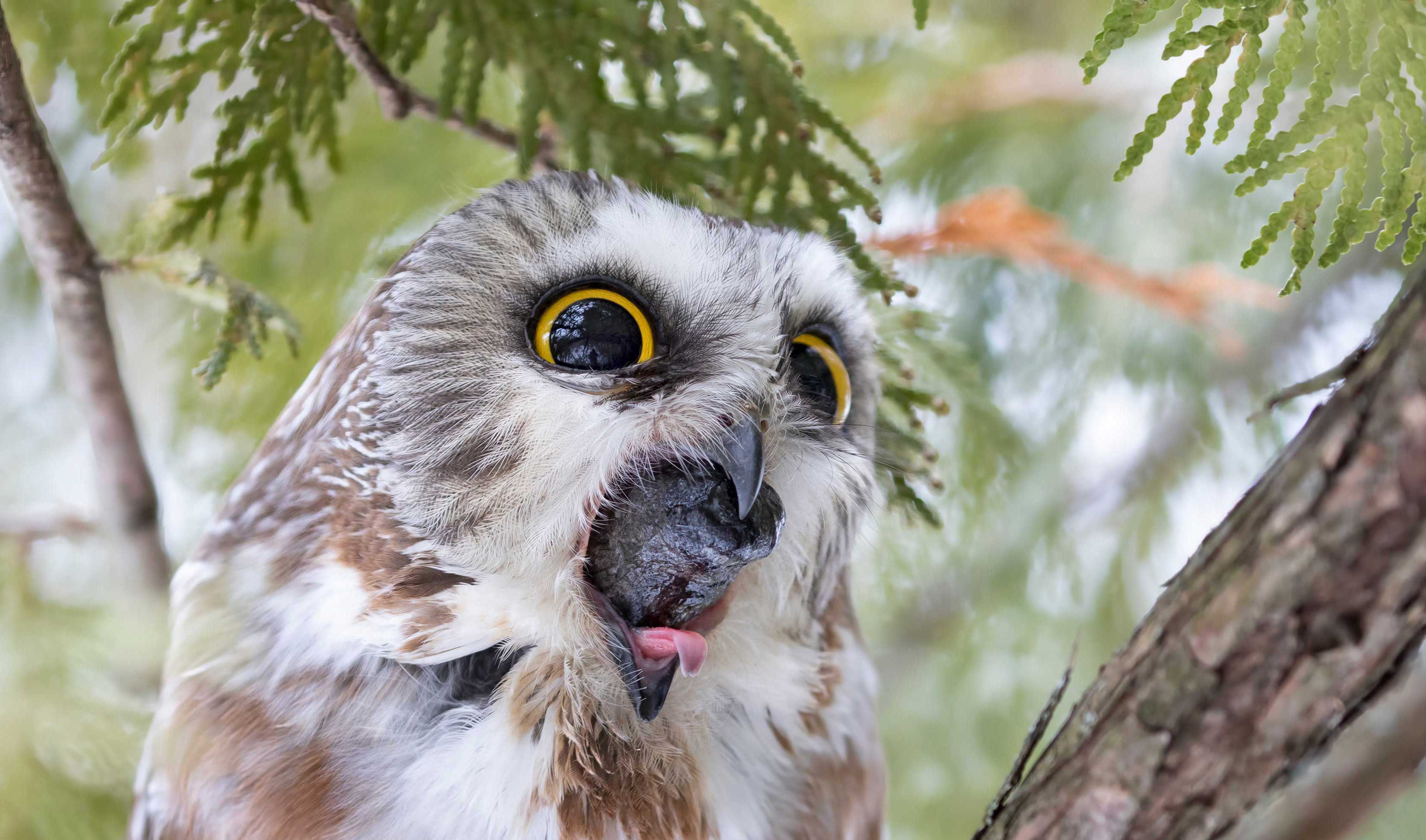 10 mind-blowing facts about birds