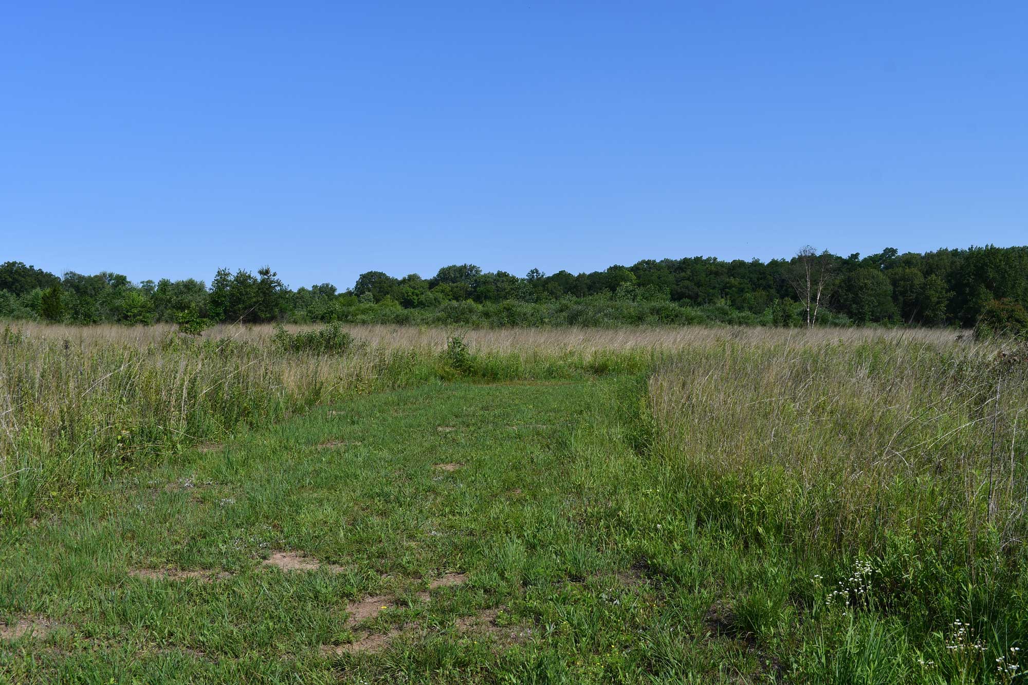 Grass trail lined with other grasses and trees in the background.