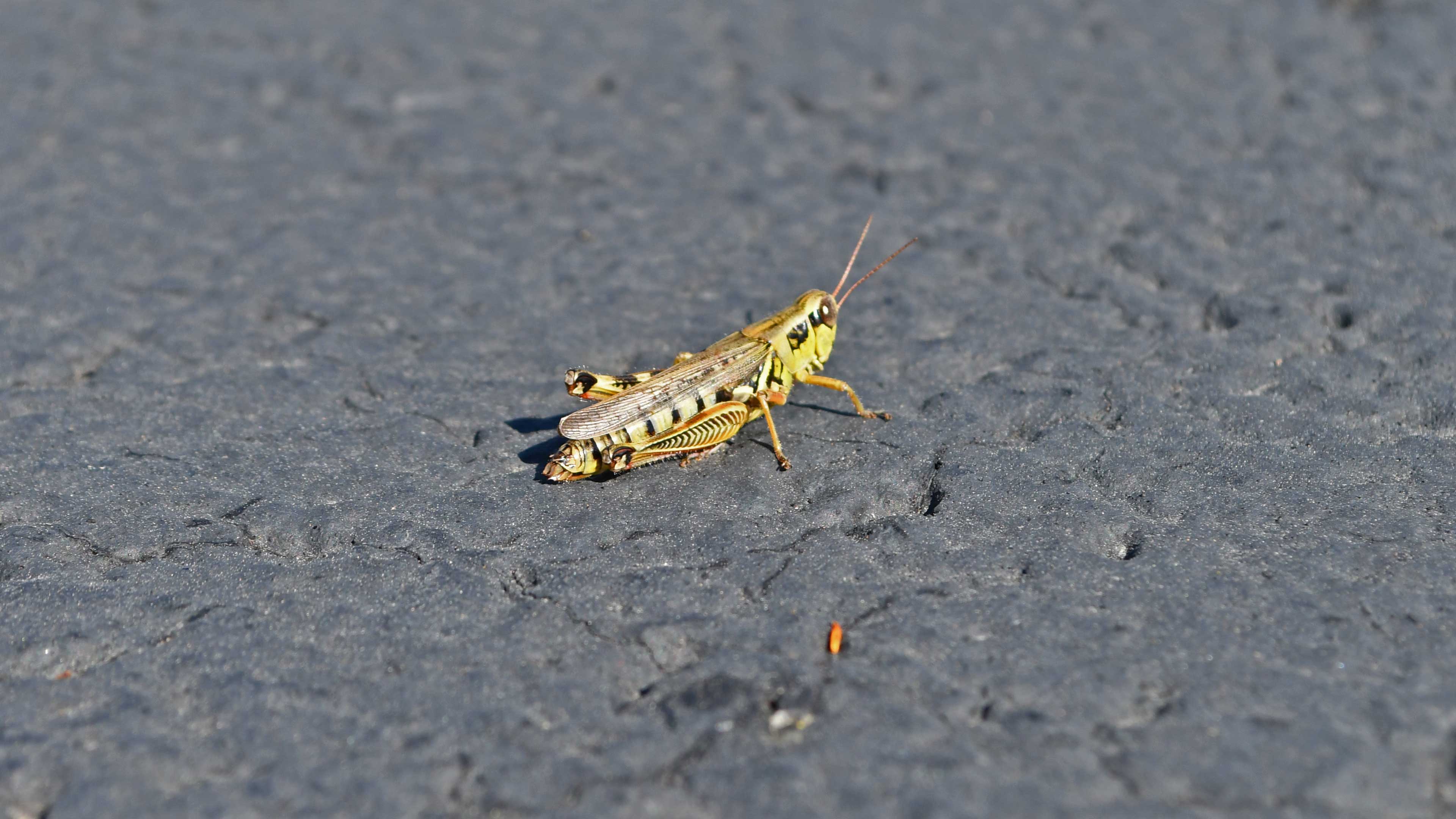 A grasshopper resting on a paved trail.