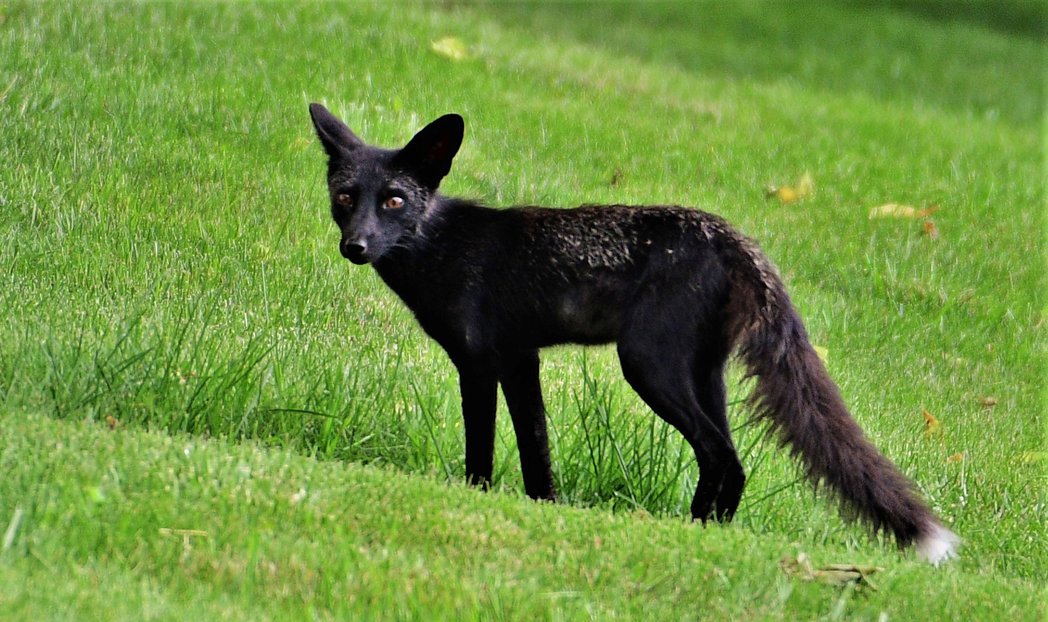A red fox in silver phase.