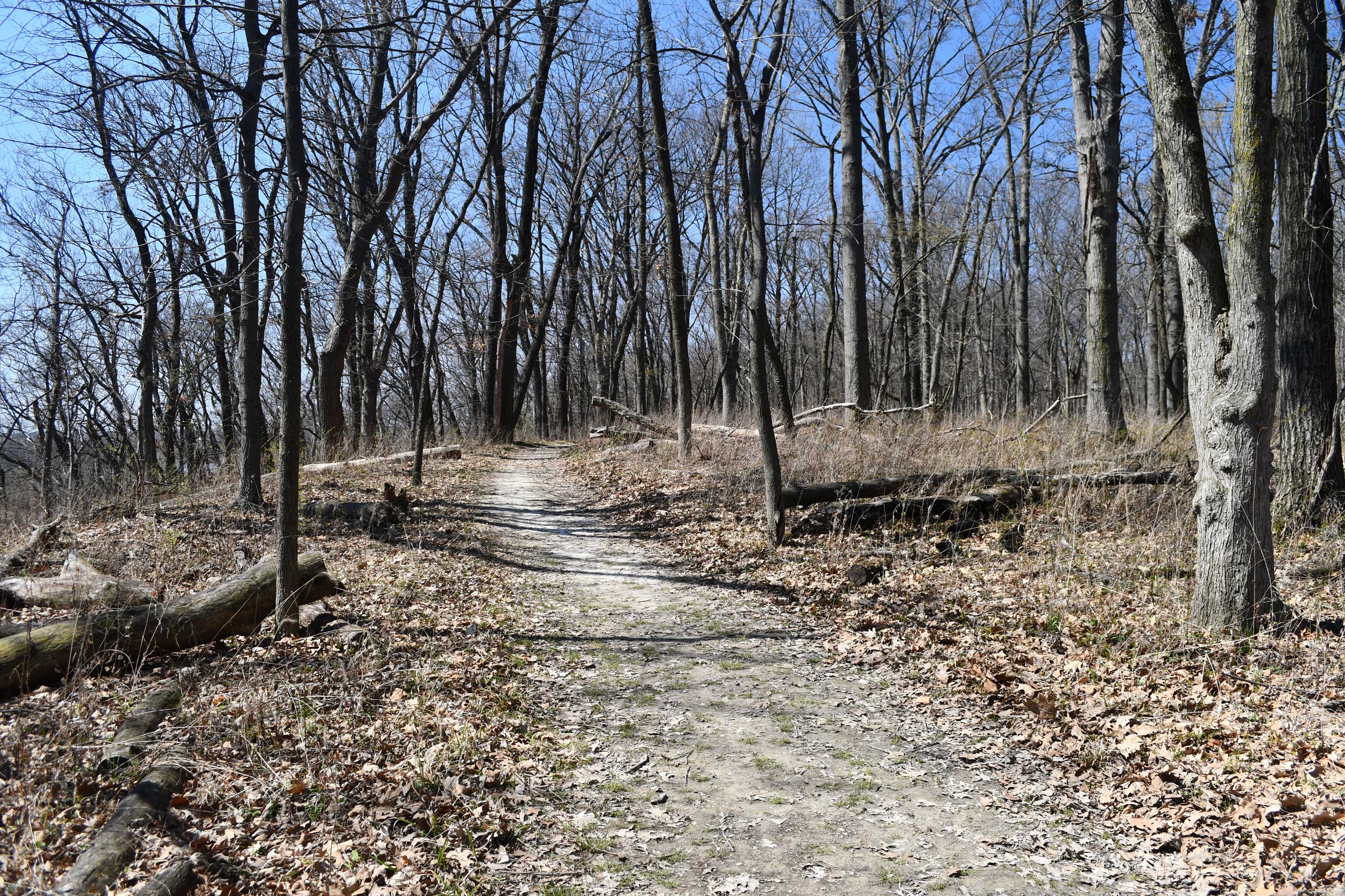 Be a Trailblazer: Hike McKinley Woods