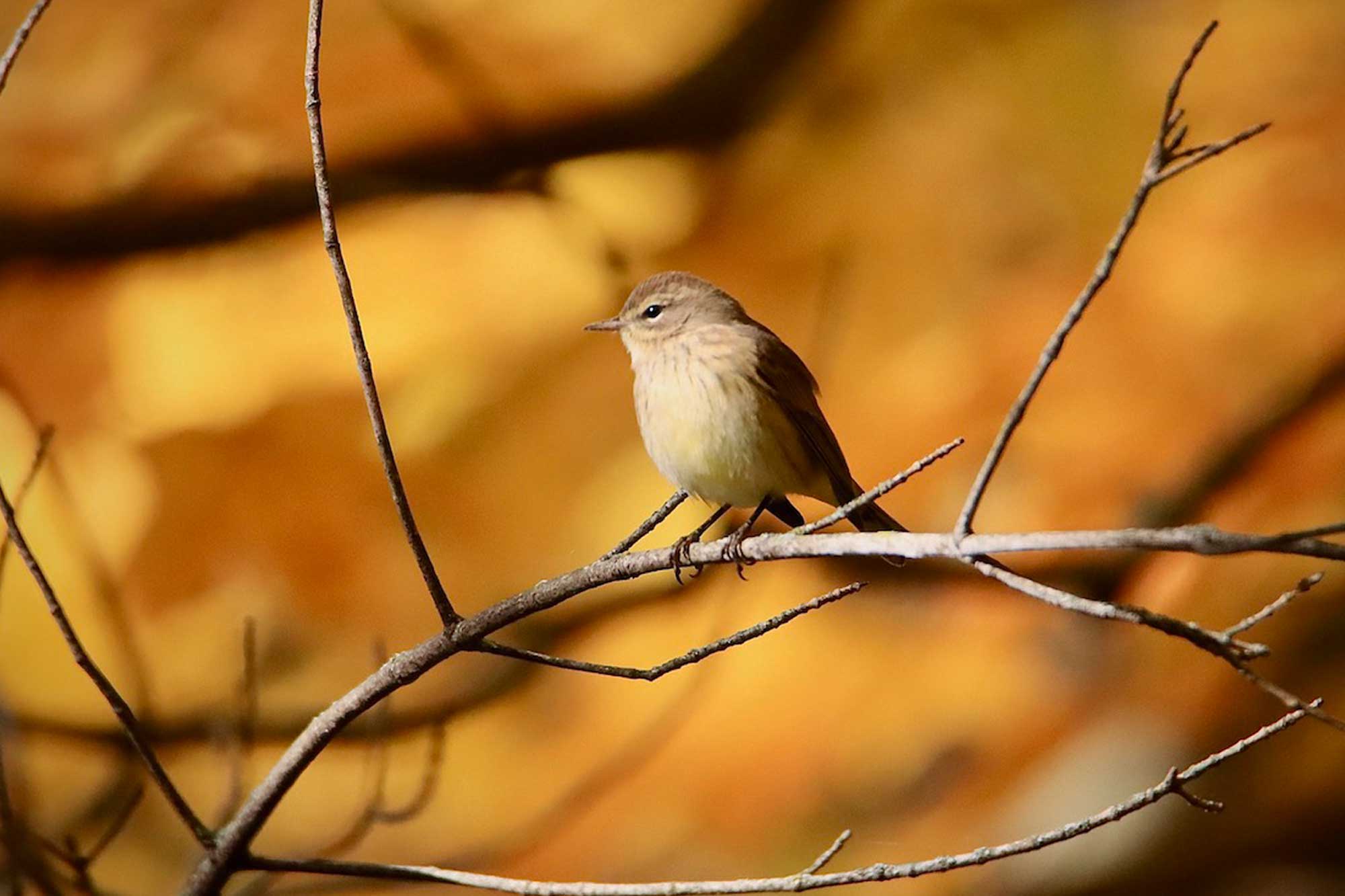 Palm warbler perched on a branch with fall colored leaves in the background.