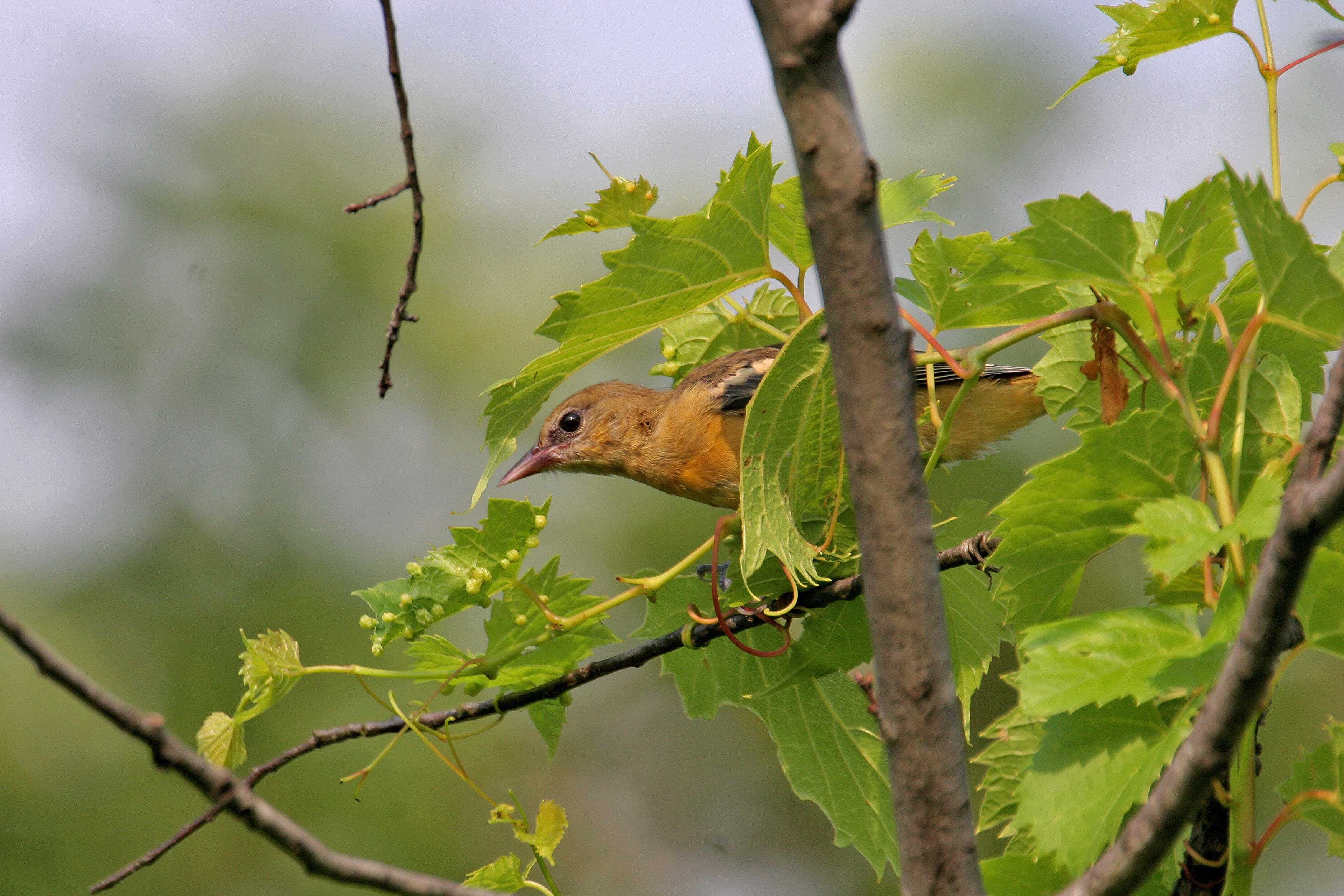 OrioleJuv6477byPaulDacko.jpg