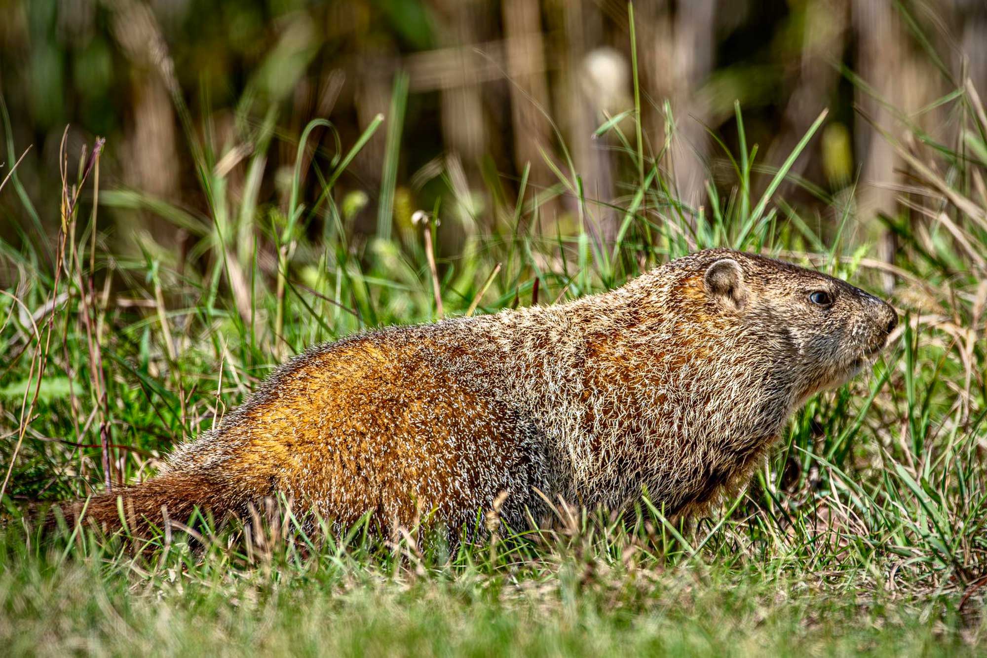Groundhog standing in grass.