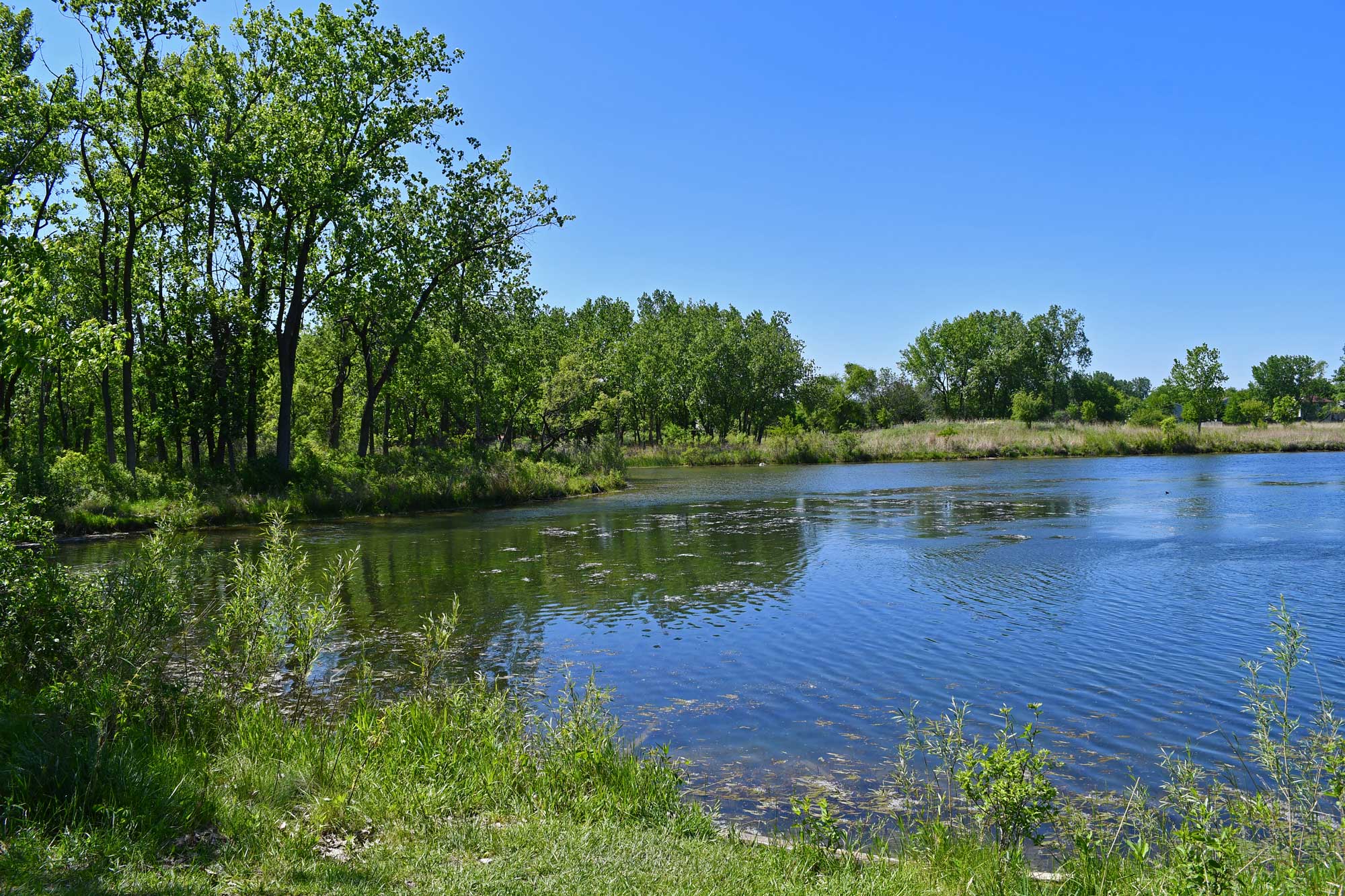 Pond lined with vegetation and trees.