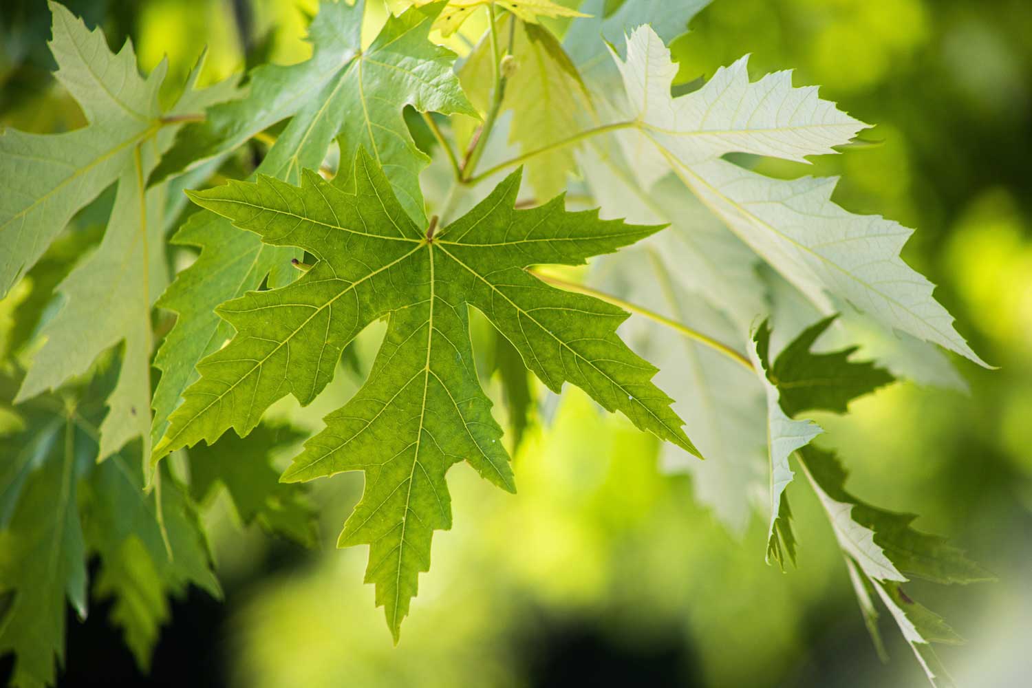 A closeup of a cluster of bright green maple leaves.